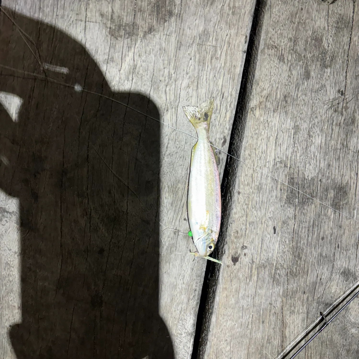 The most recent Australian ruff catches on Fishbrain