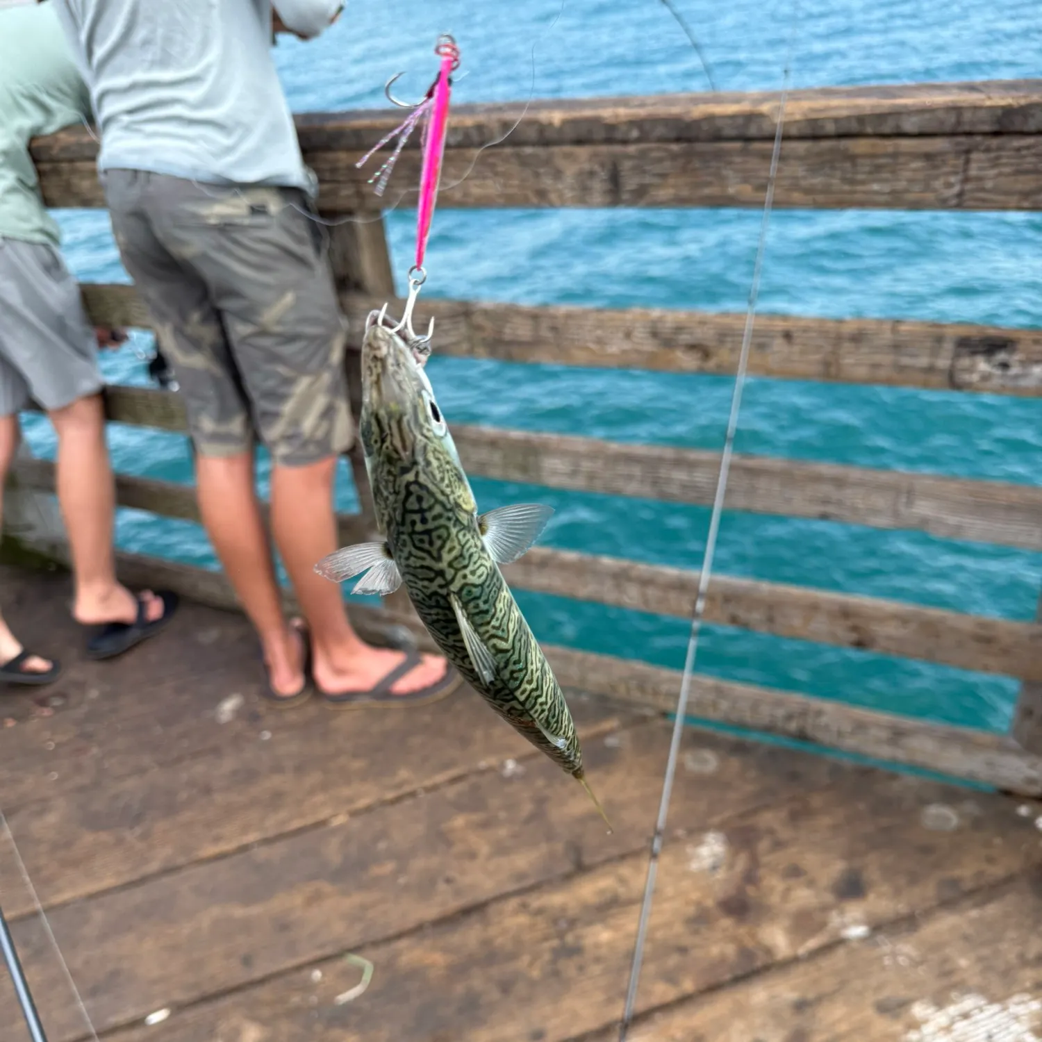 Pacific chub mackerel caught on Fishbrain
