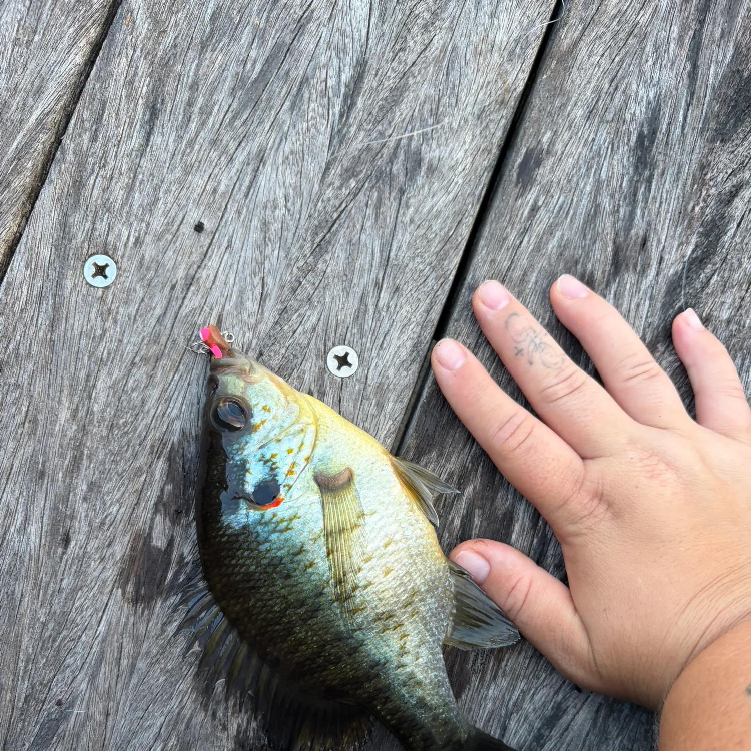 Redear sunfish caught on Fishbrain