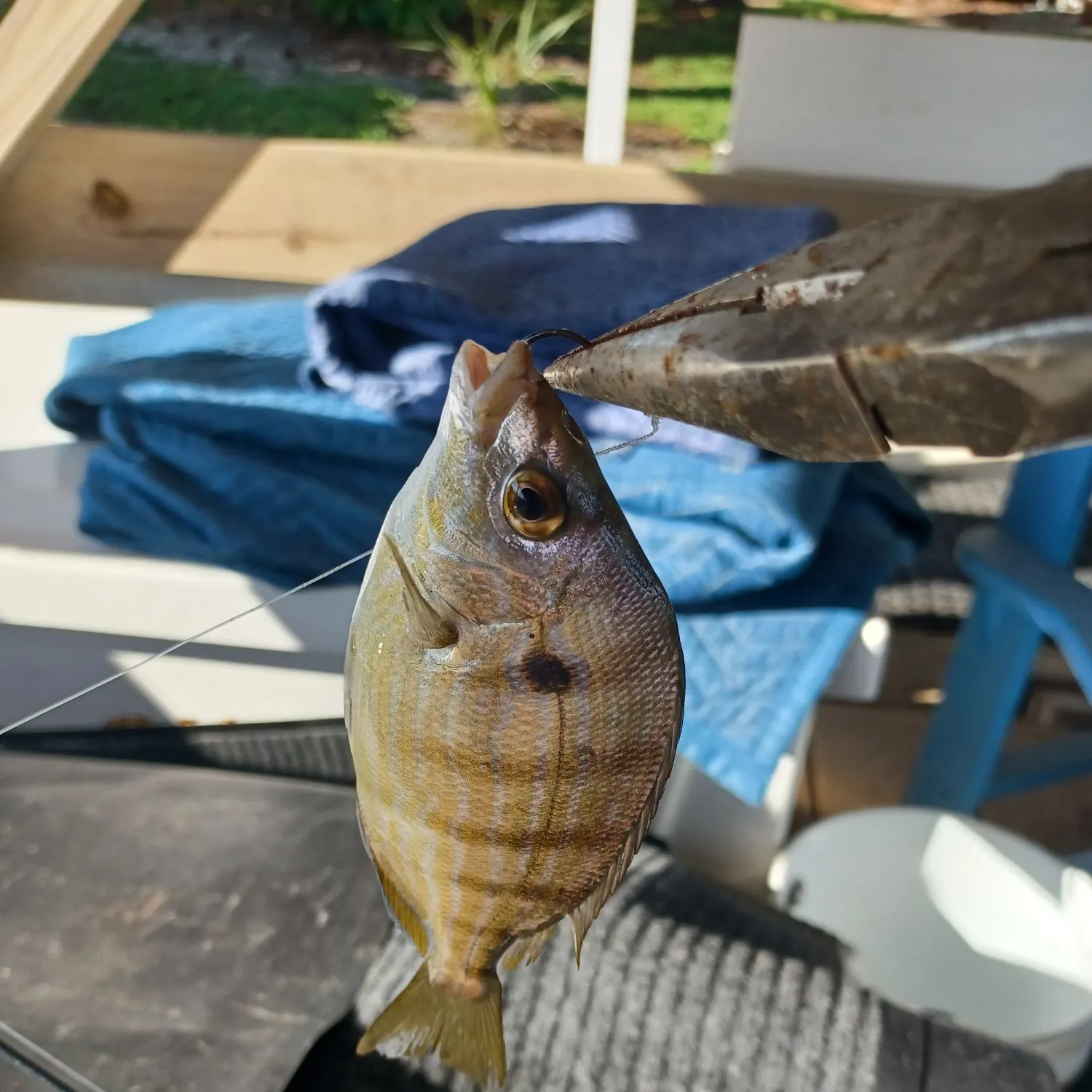 Pinfish caught on Fishbrain
