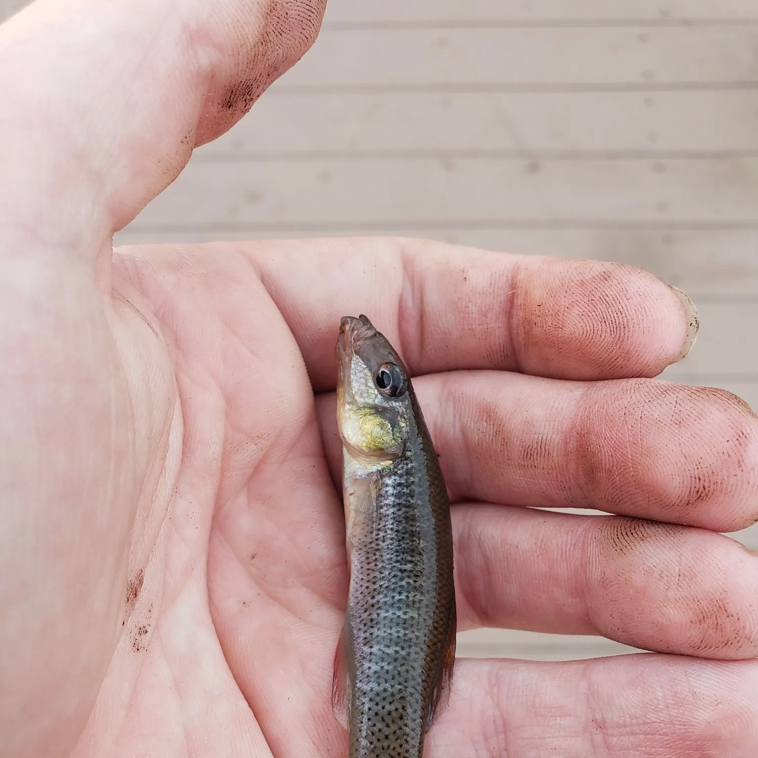 The most recent Seminole killifish catches on Fishbrain