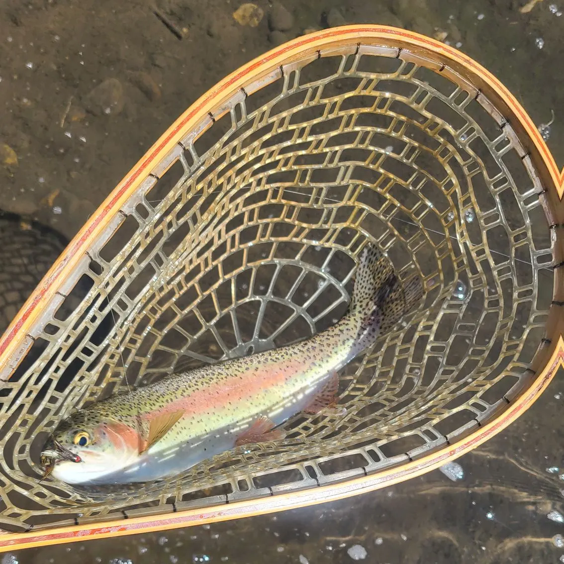 Rainbow trout caught on Fishbrain