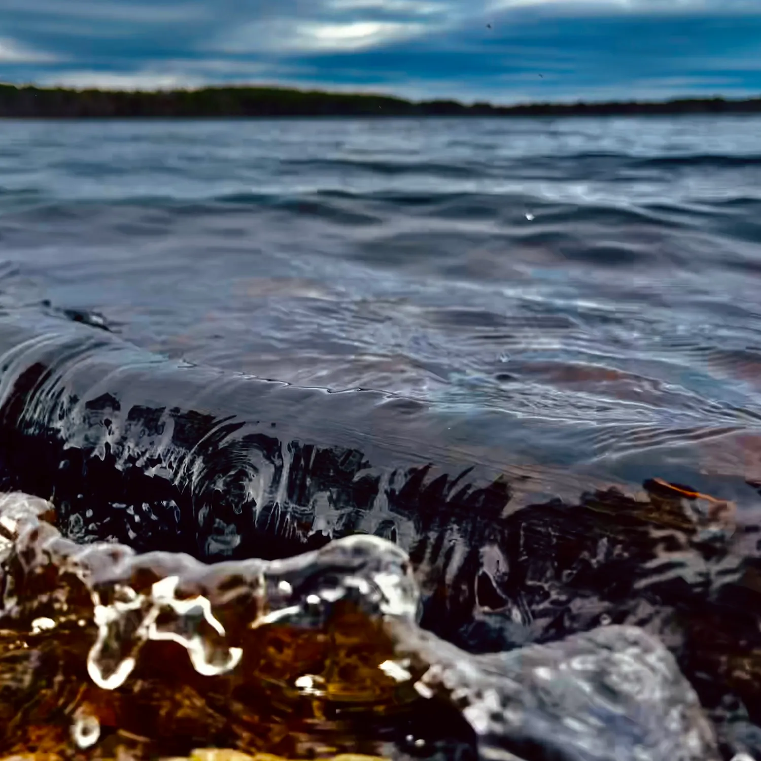 The most recent Atlantic blue marlin catches on Fishbrain