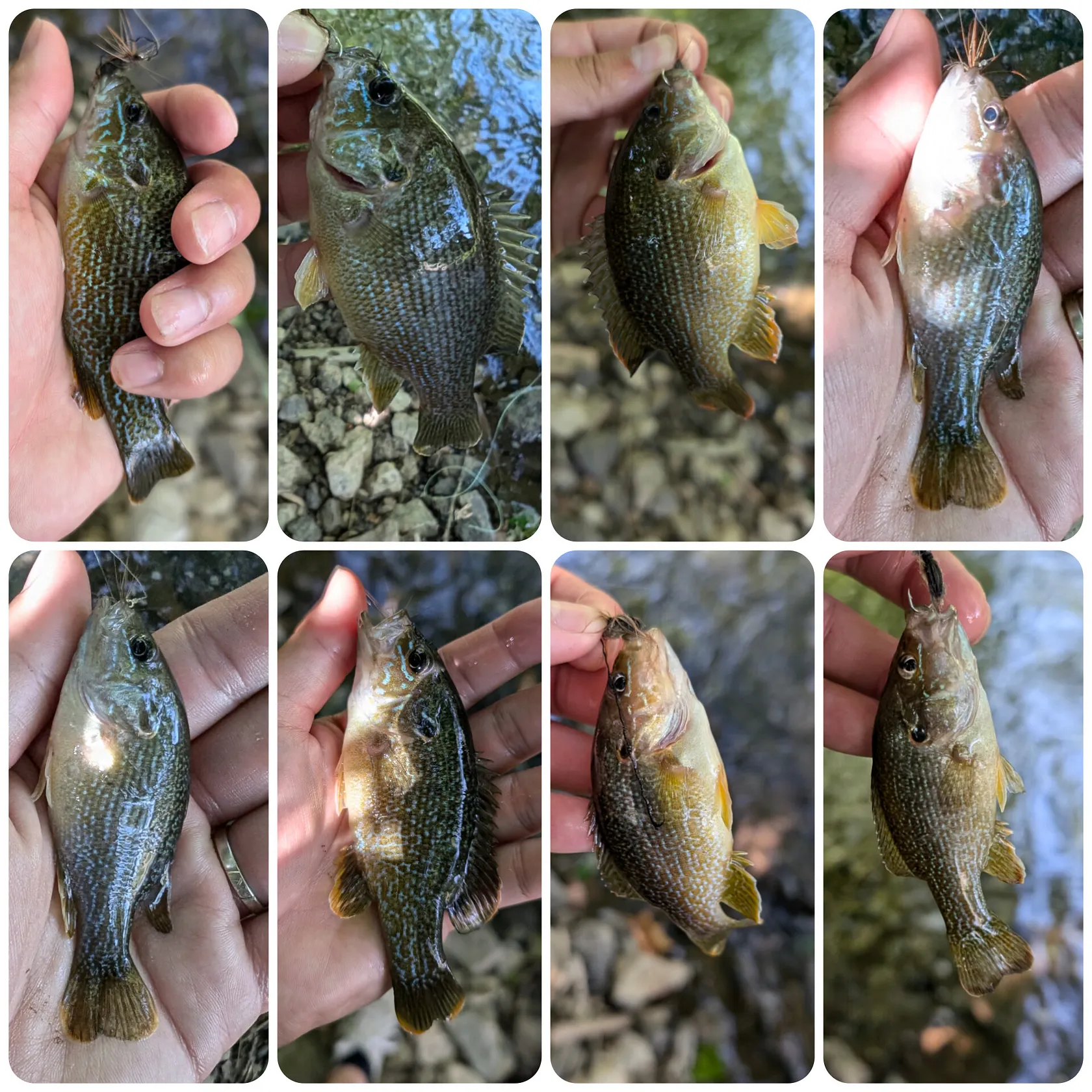 recently logged catches