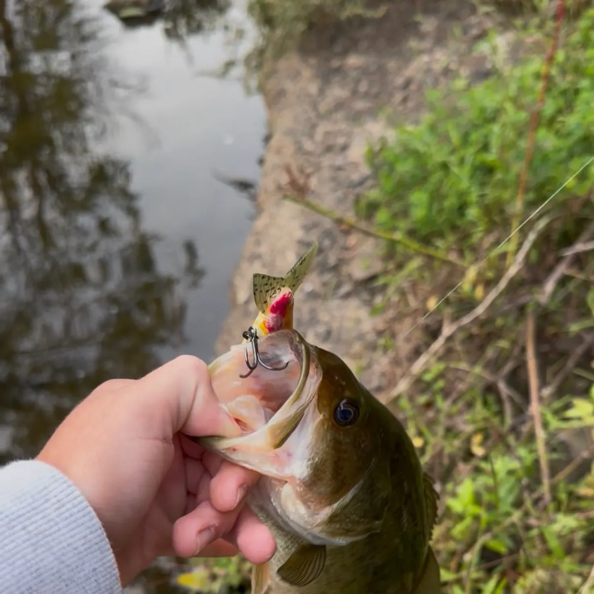 Largemouth bass caught on Fishbrain