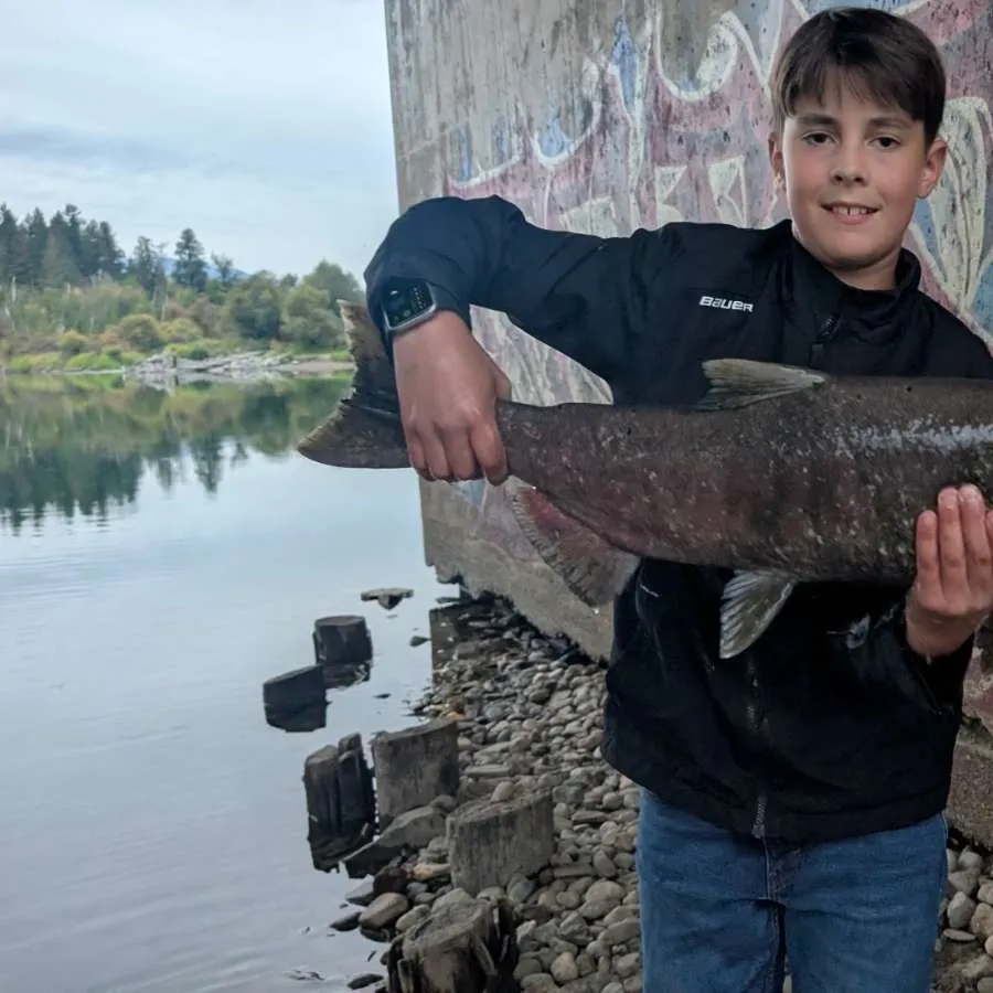 Chinook salmon caught on Fishbrain