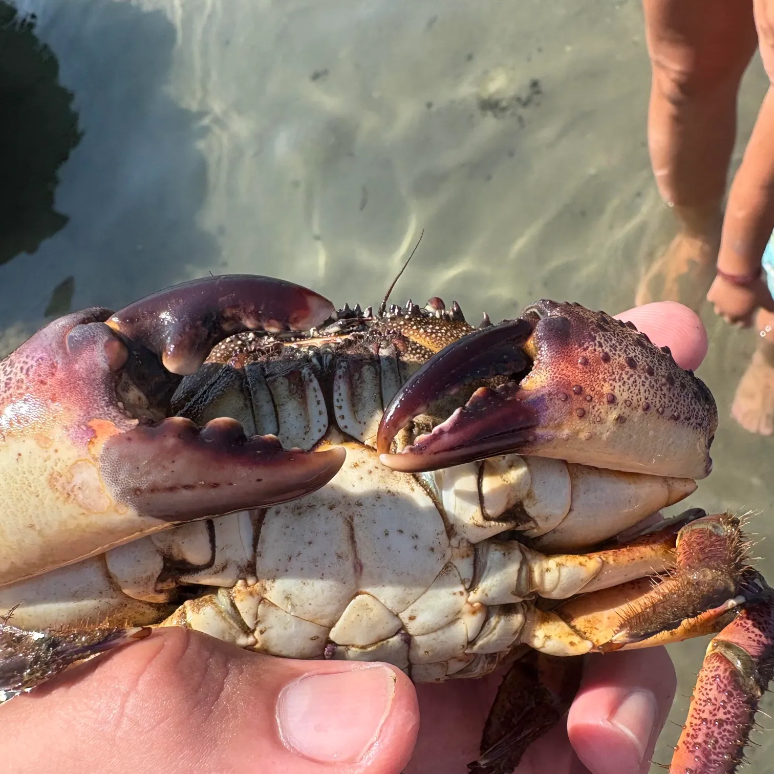 The most recent Florida stone crab catches on Fishbrain
