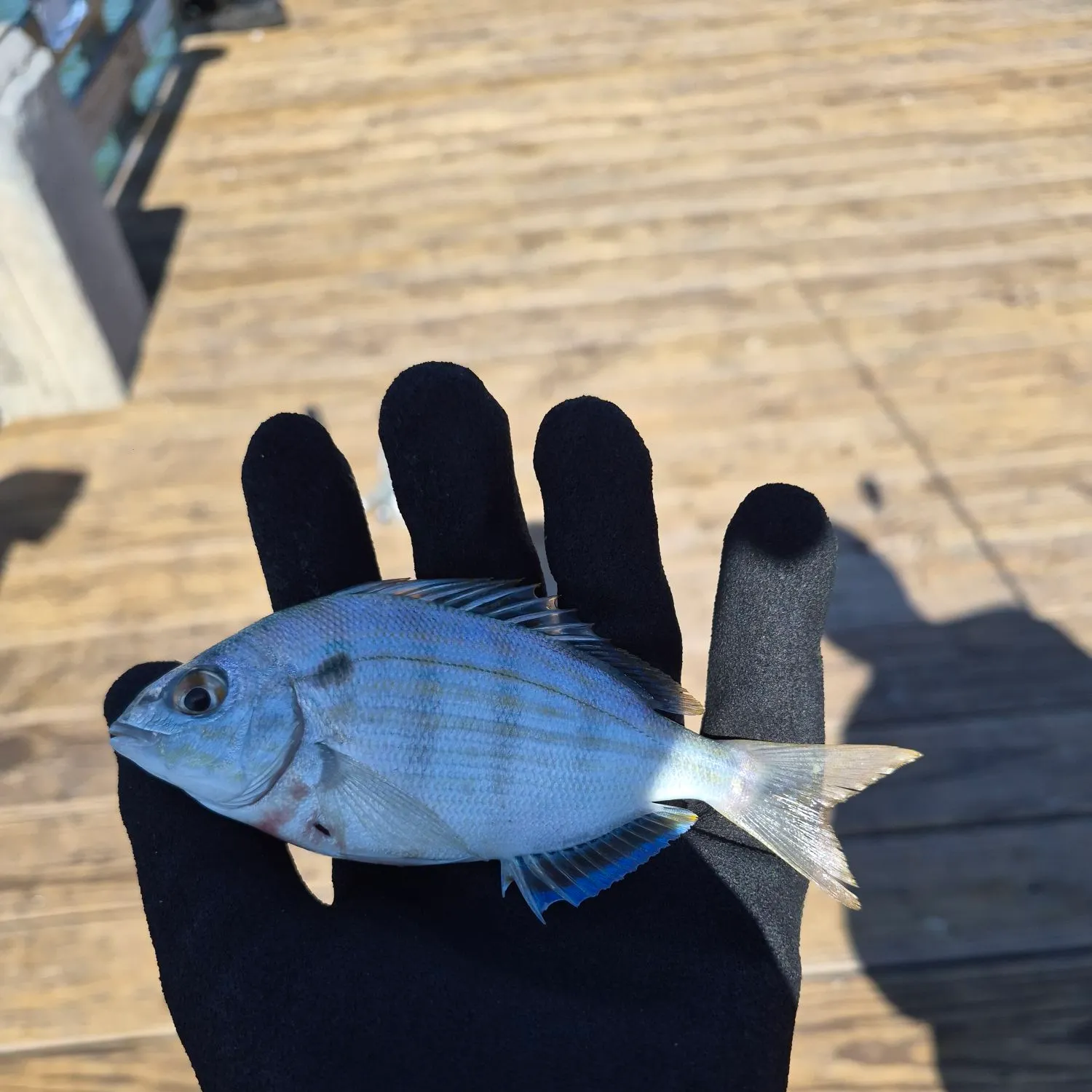 The most recent Spottail seabream catches on Fishbrain