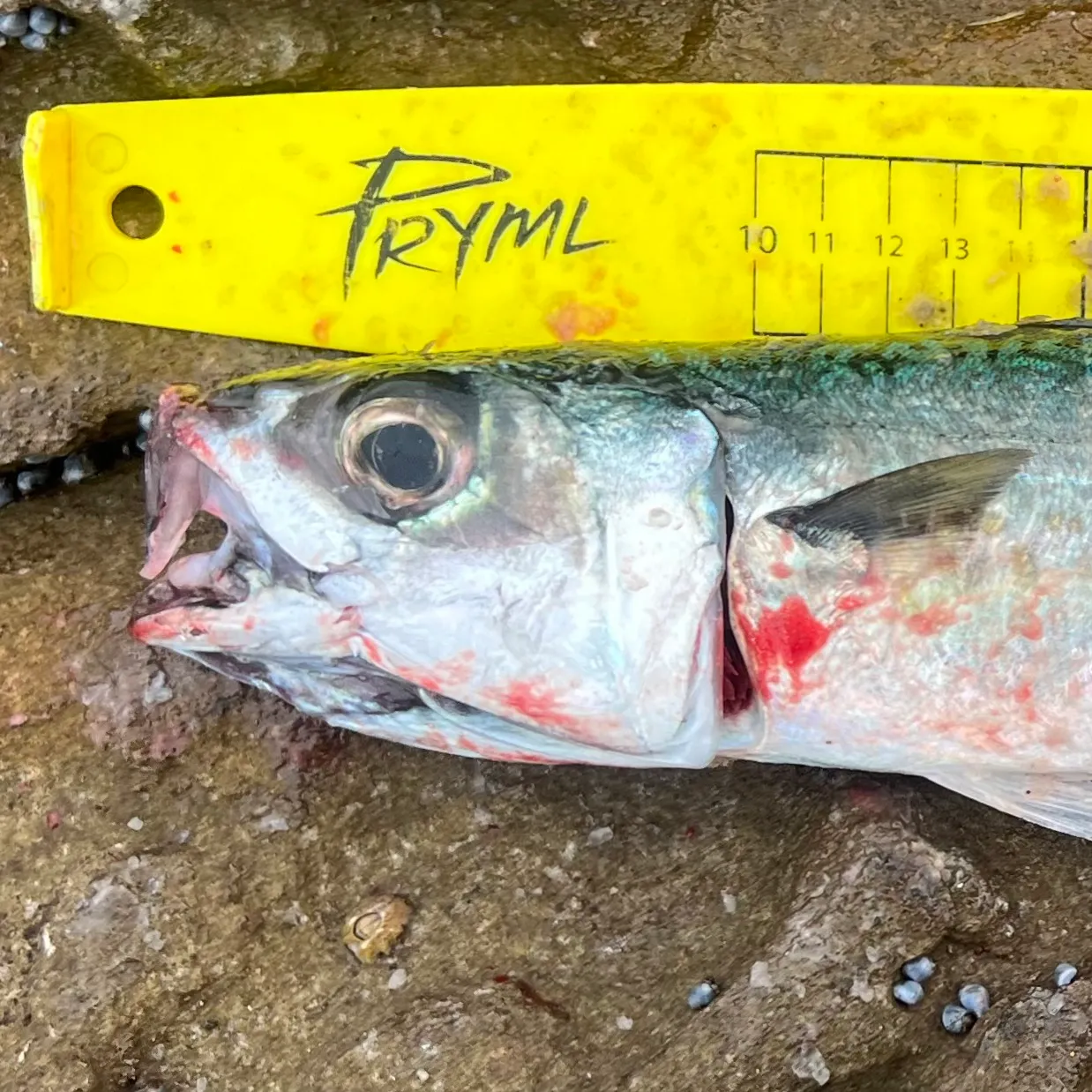 The most recent Blue mackerel catches on Fishbrain
