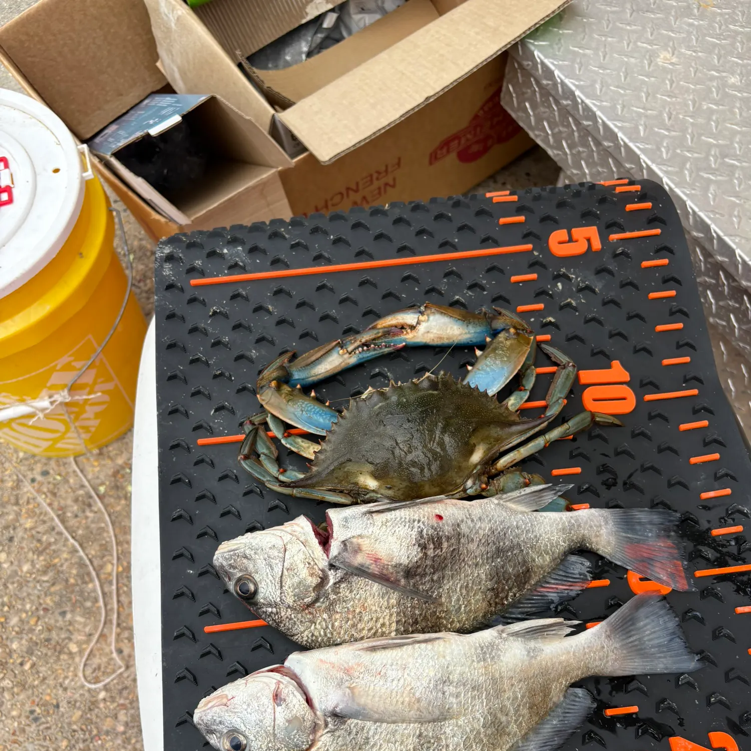 recently logged catches