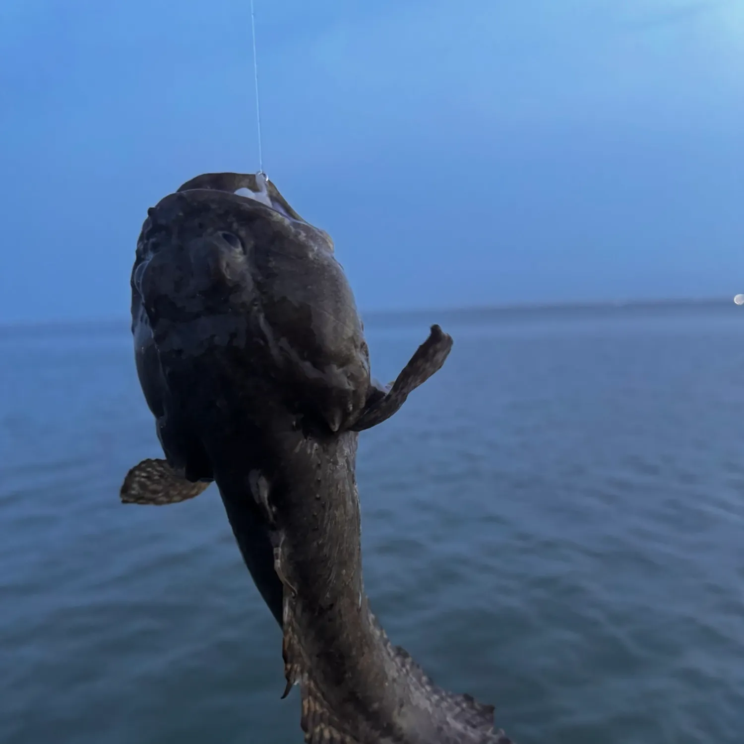 The most recent Gulf toadfish catches on Fishbrain