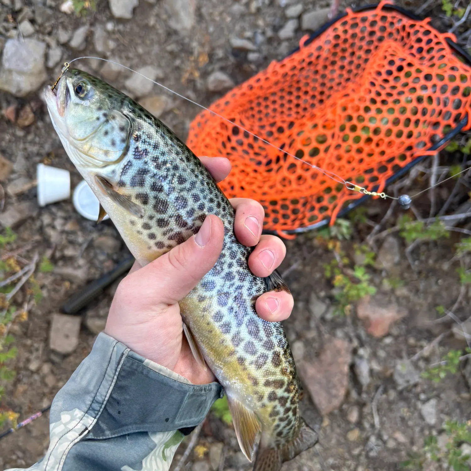 The most recent Tiger trout catches on Fishbrain