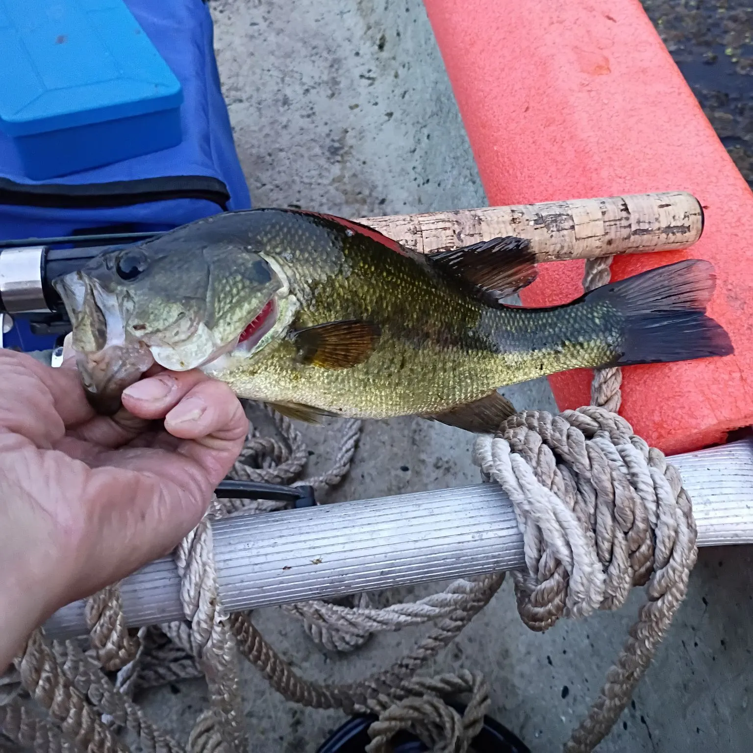 Largemouth bass caught on Fishbrain