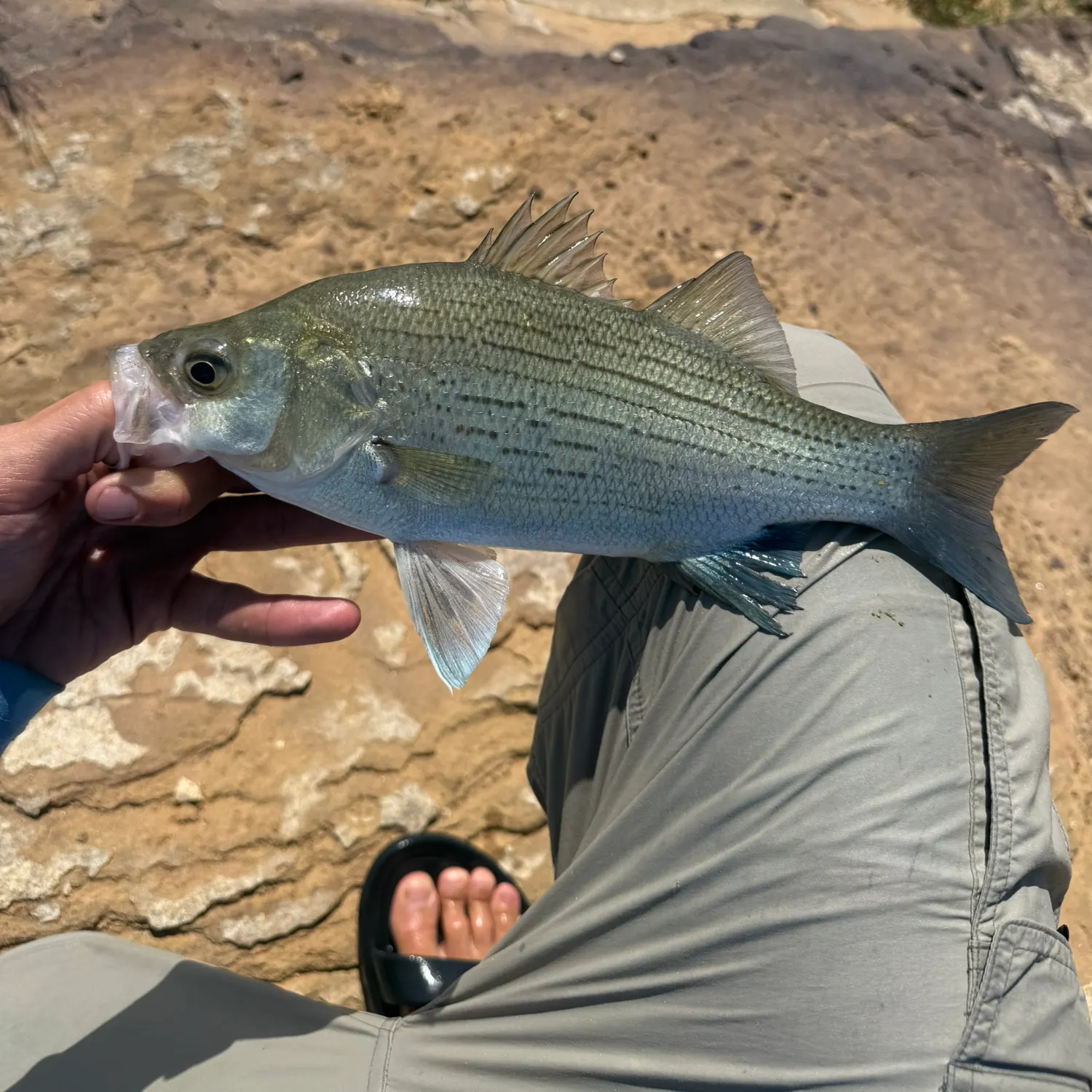 White bass caught on Fishbrain
