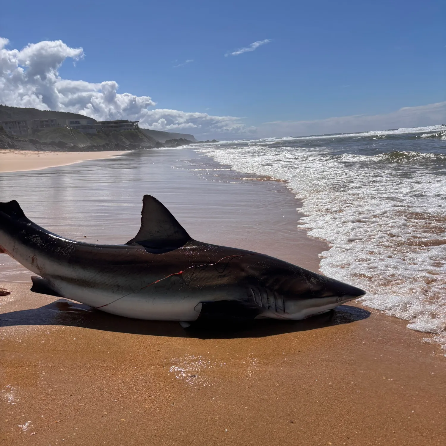 The most recent Copper shark catches on Fishbrain