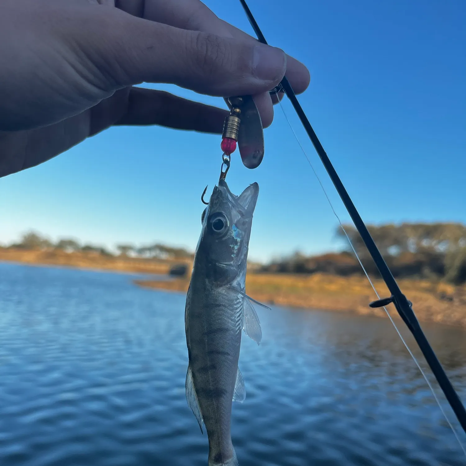Zander caught on Fishbrain