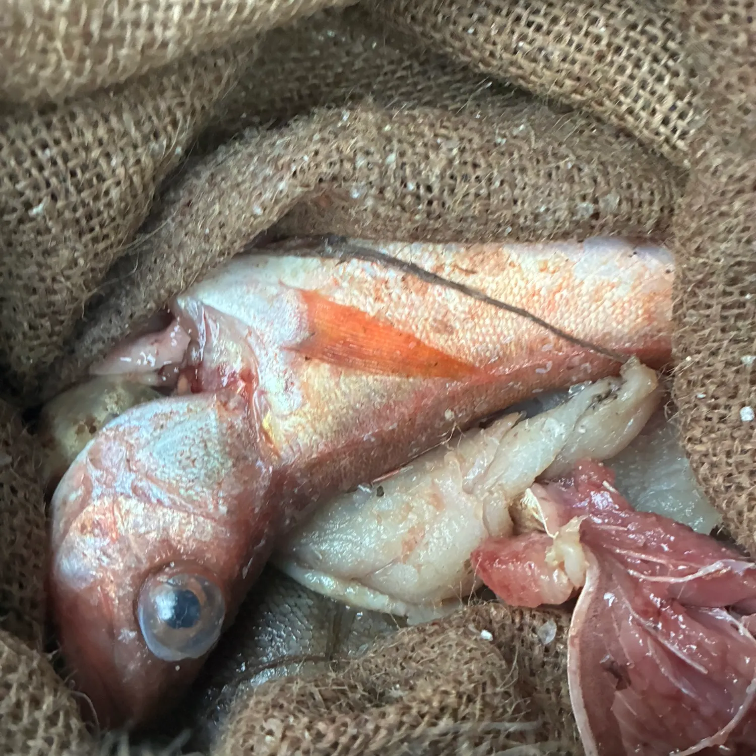 The most recent Chilipepper catches on Fishbrain