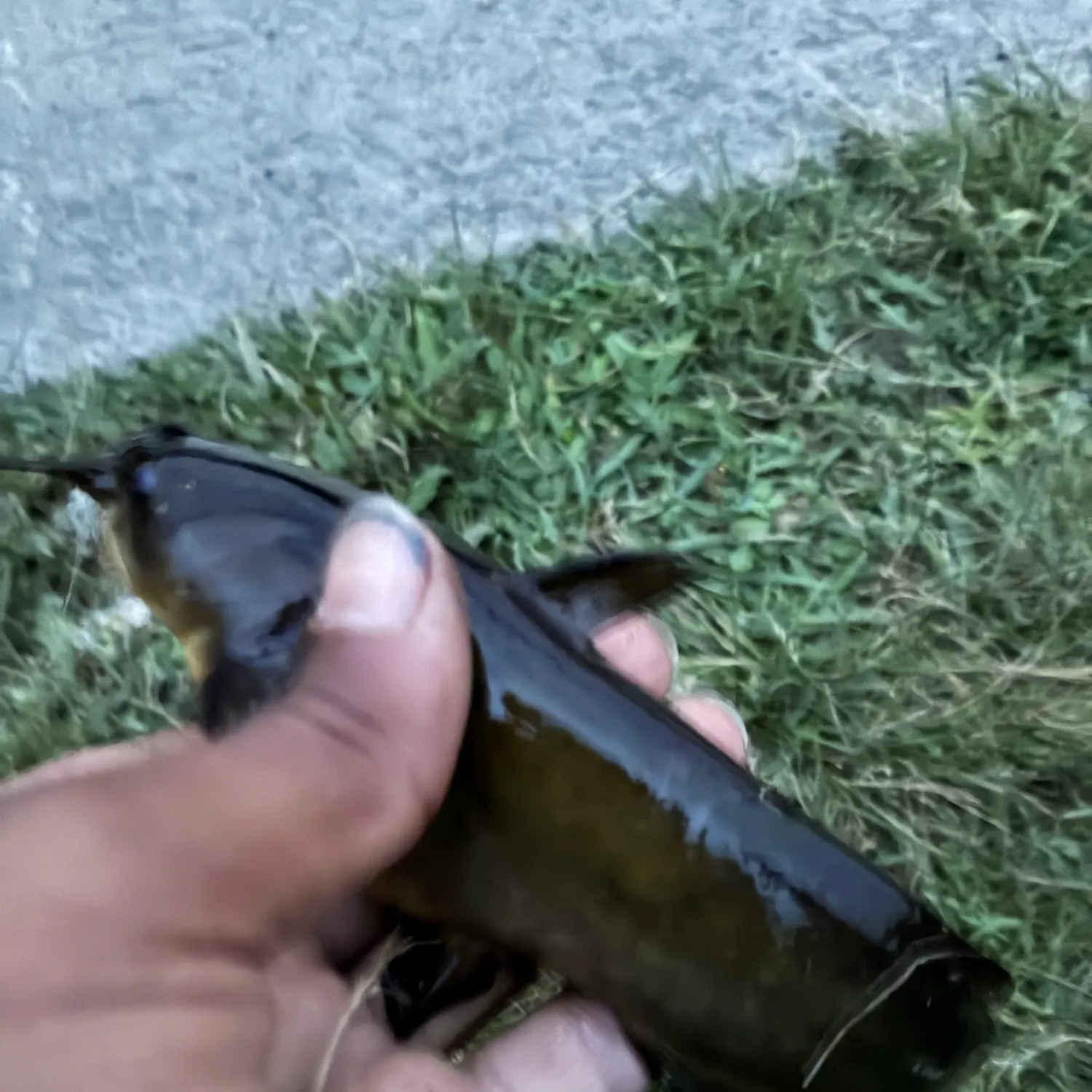 Yellow bullhead caught on Fishbrain