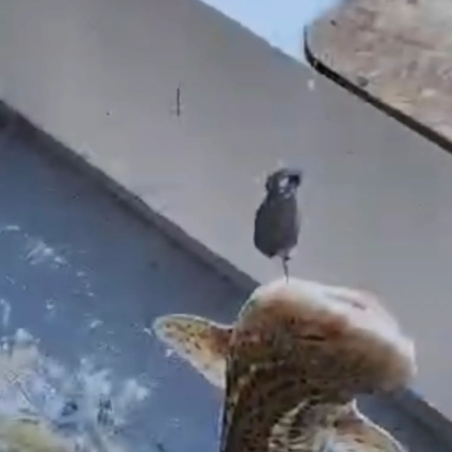 The most recent Zebra shark catches on Fishbrain