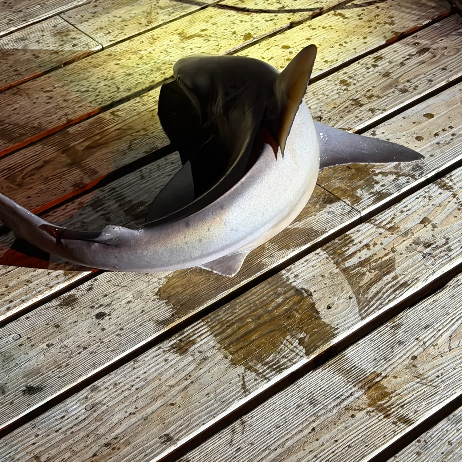 Sandbar shark caught on Fishbrain