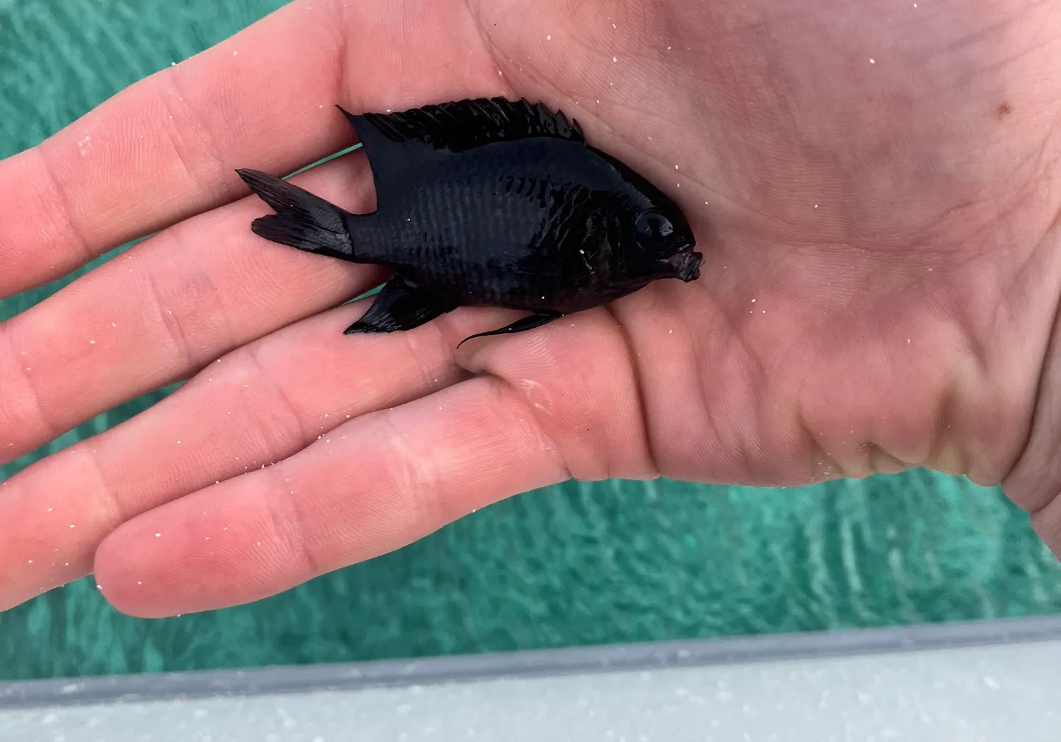 Bowtie damselfish