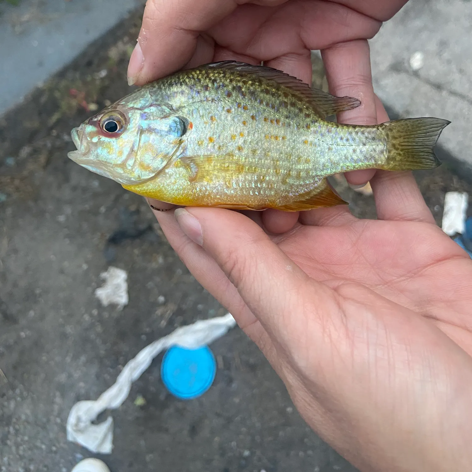 catch