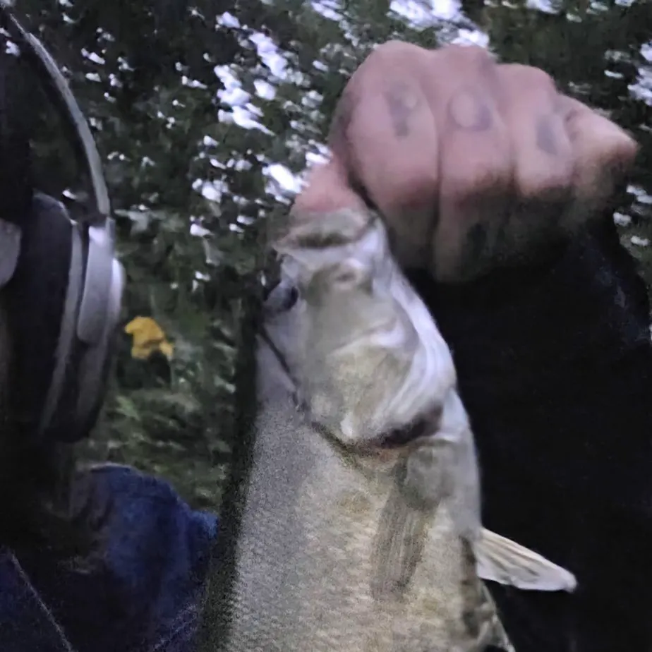 Smallmouth bass caught on Fishbrain