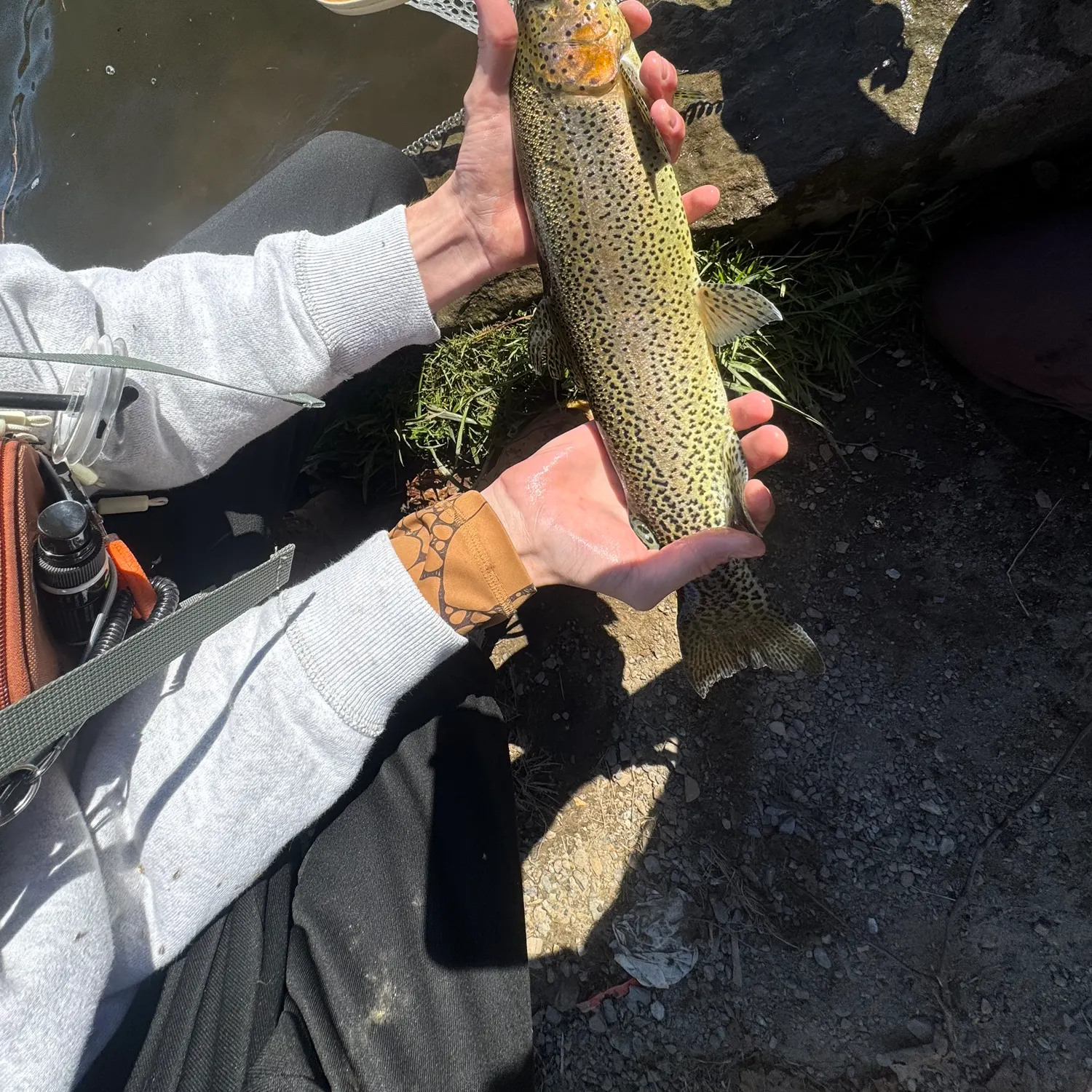 Rainbow trout caught on Fishbrain