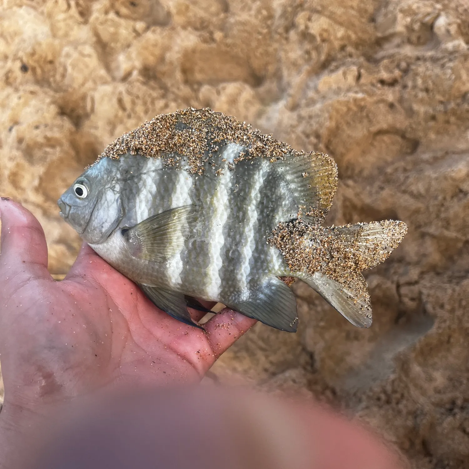 The most recent Blackspot sergeant catches on Fishbrain