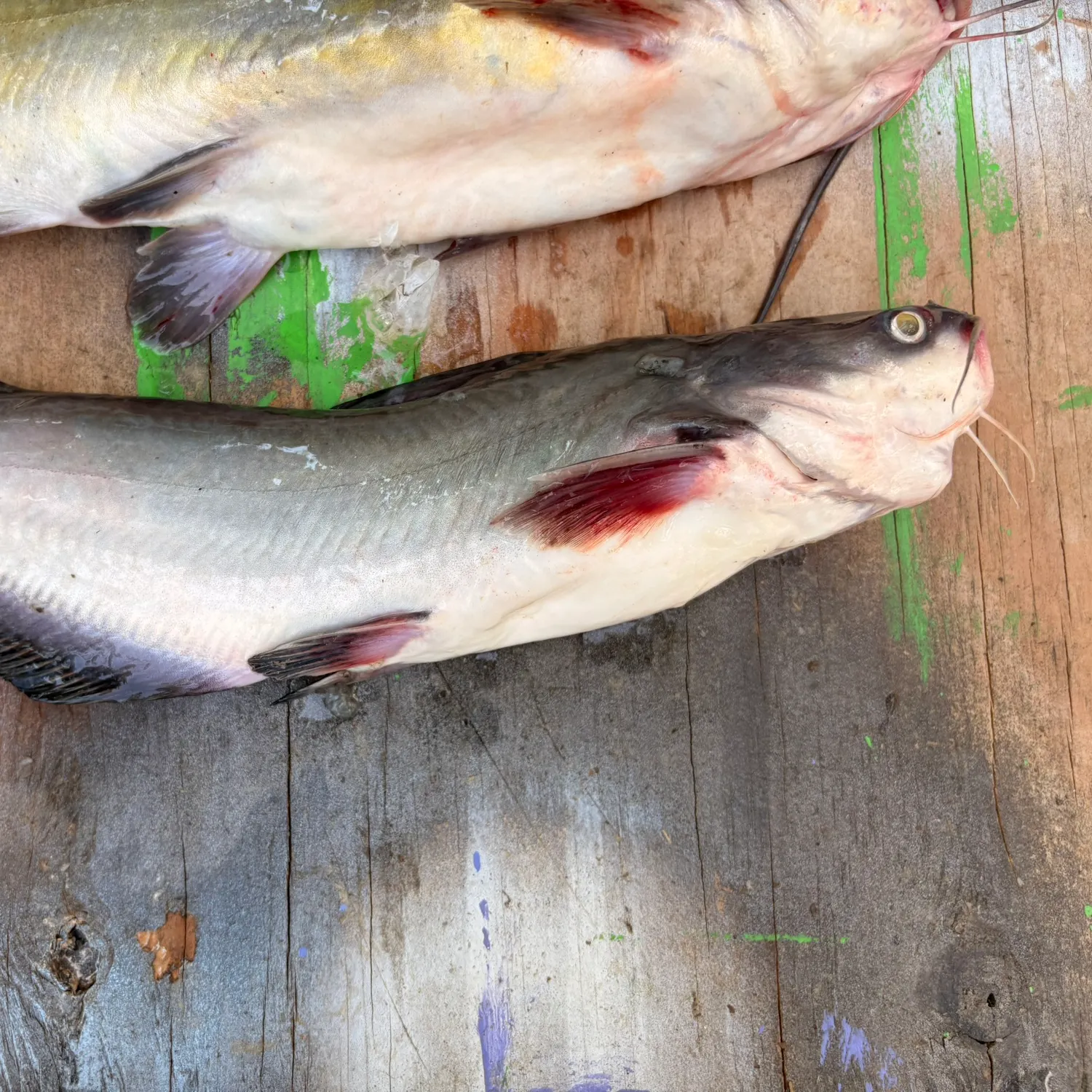 Blue catfish caught on Fishbrain