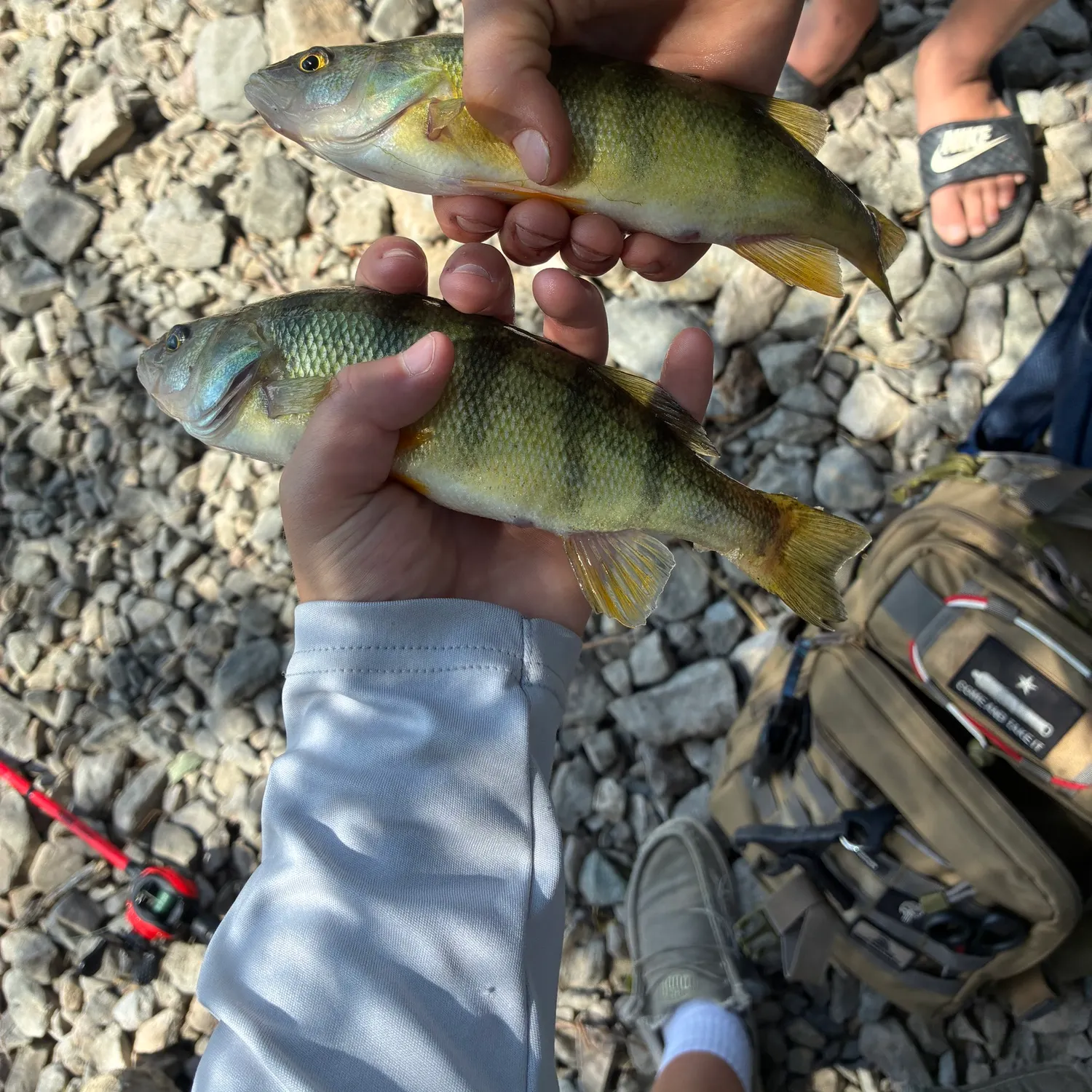 Yellow perch caught on Fishbrain