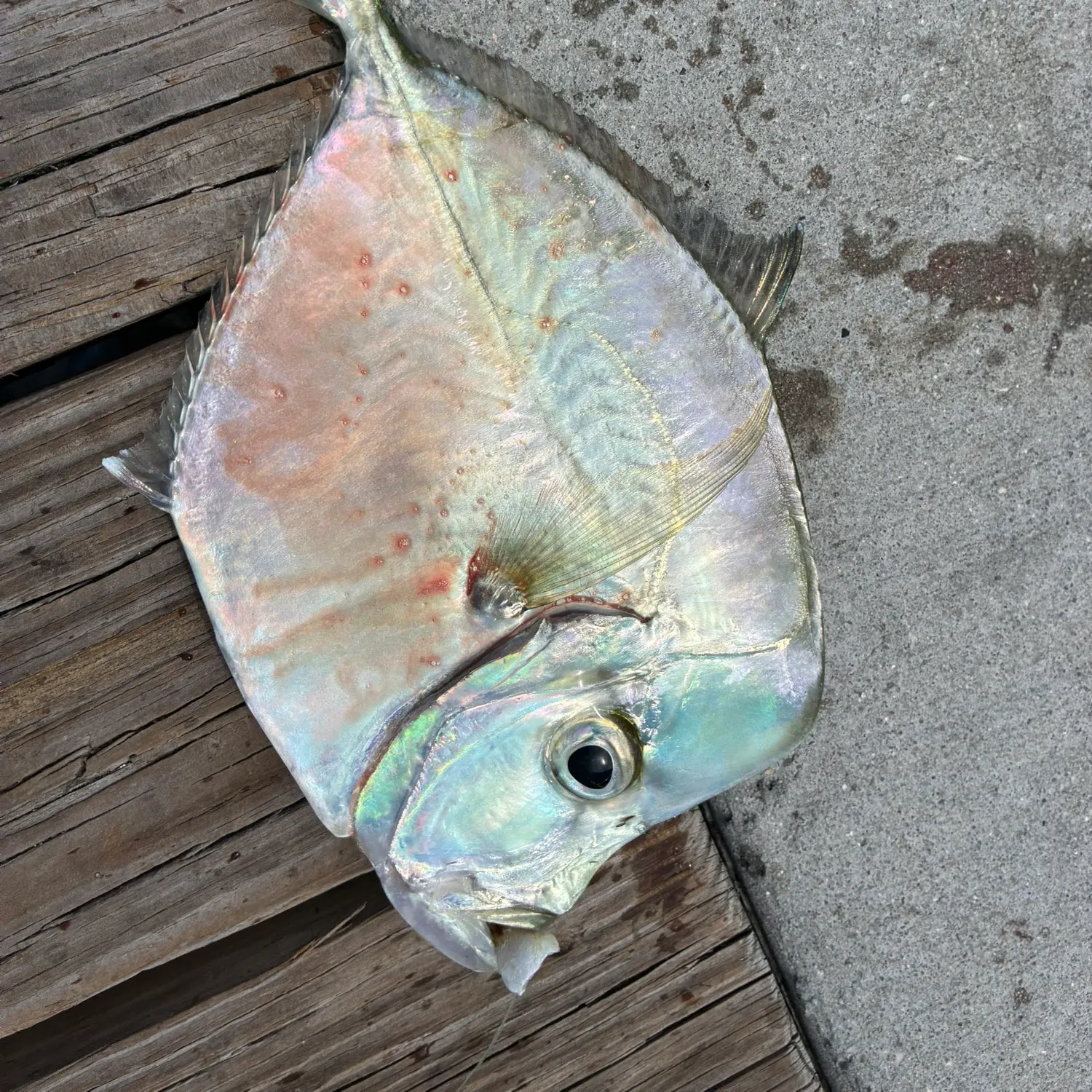 The most recent Atlantic moonfish catches on Fishbrain