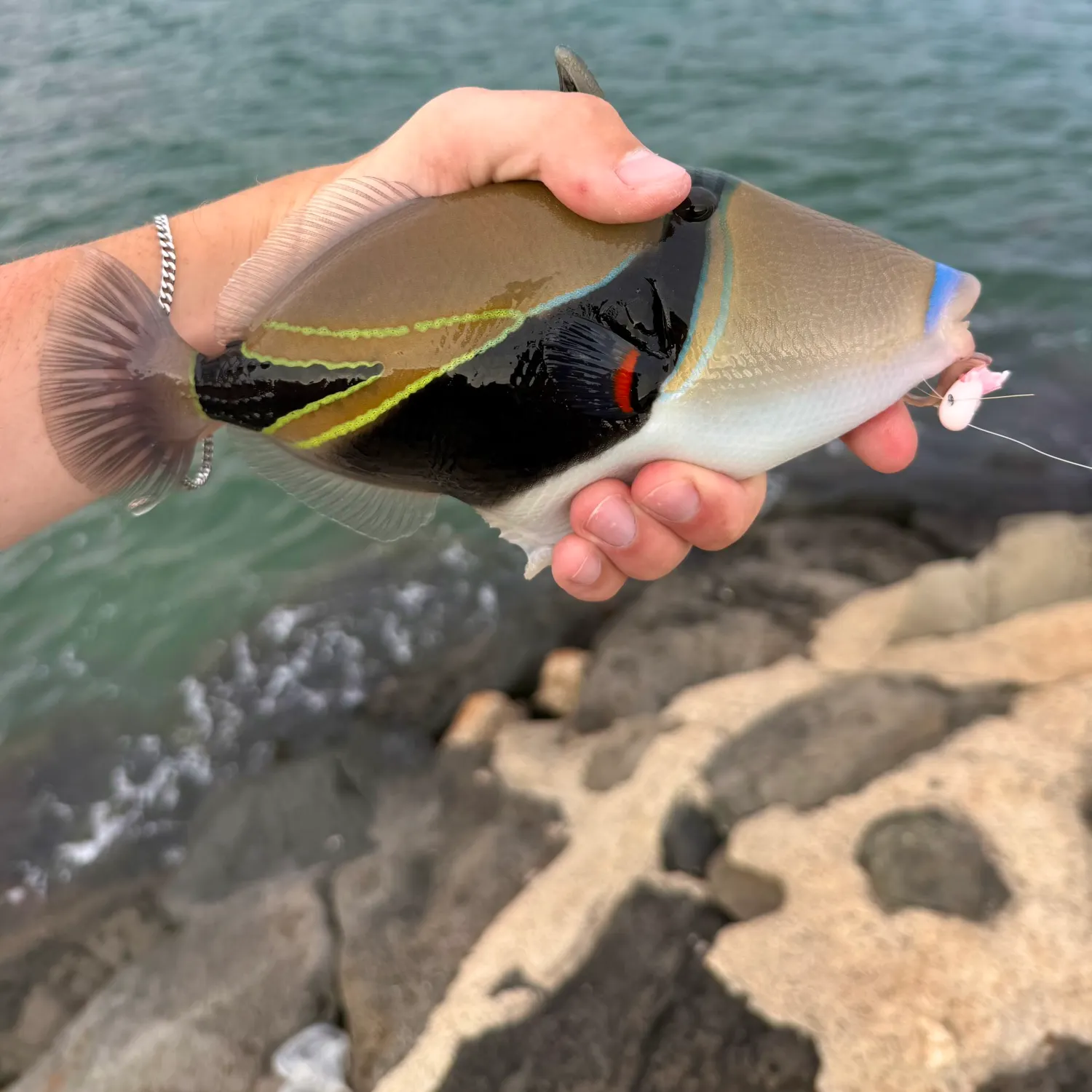 The most recent Wedge-tail triggerfish catches on Fishbrain