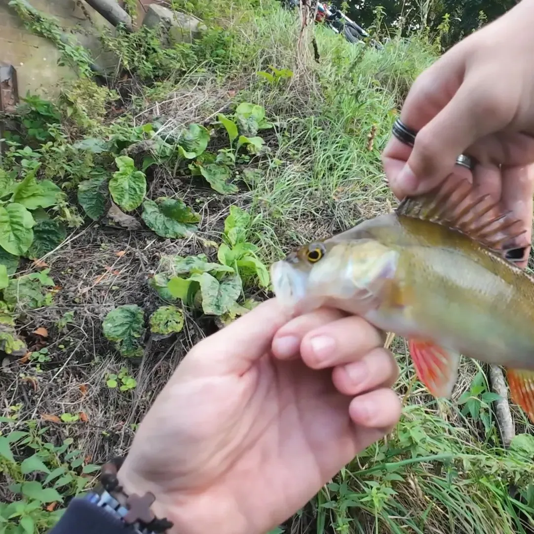 European perch caught on Fishbrain