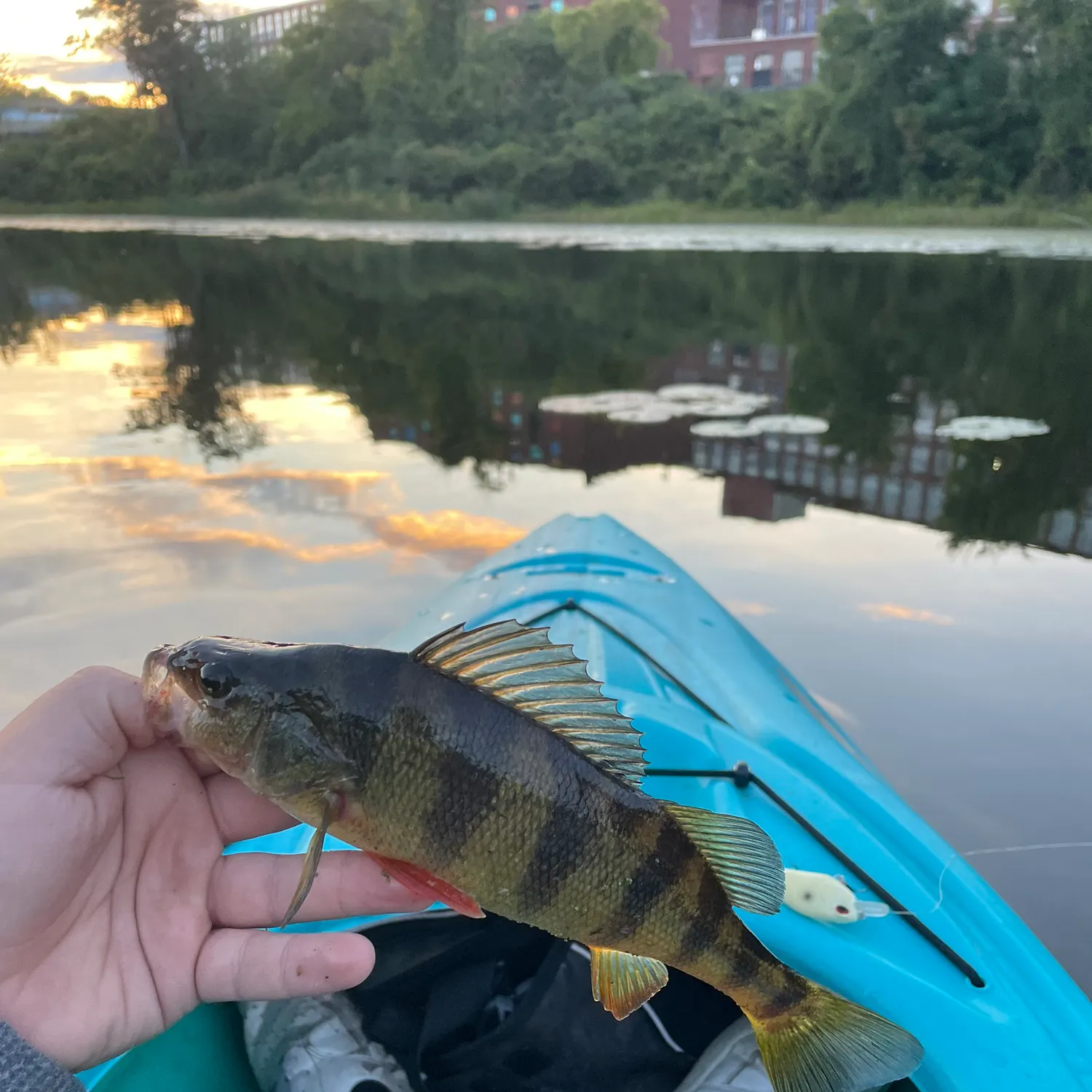 Yellow perch caught on Fishbrain