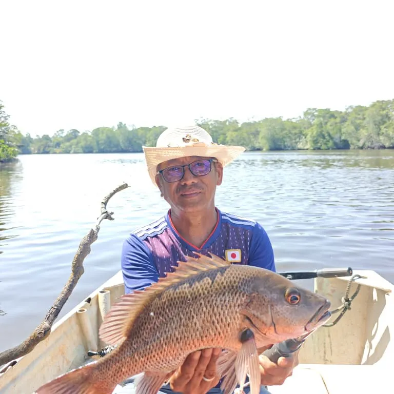 The most recent Mangrove red snapper catches on Fishbrain