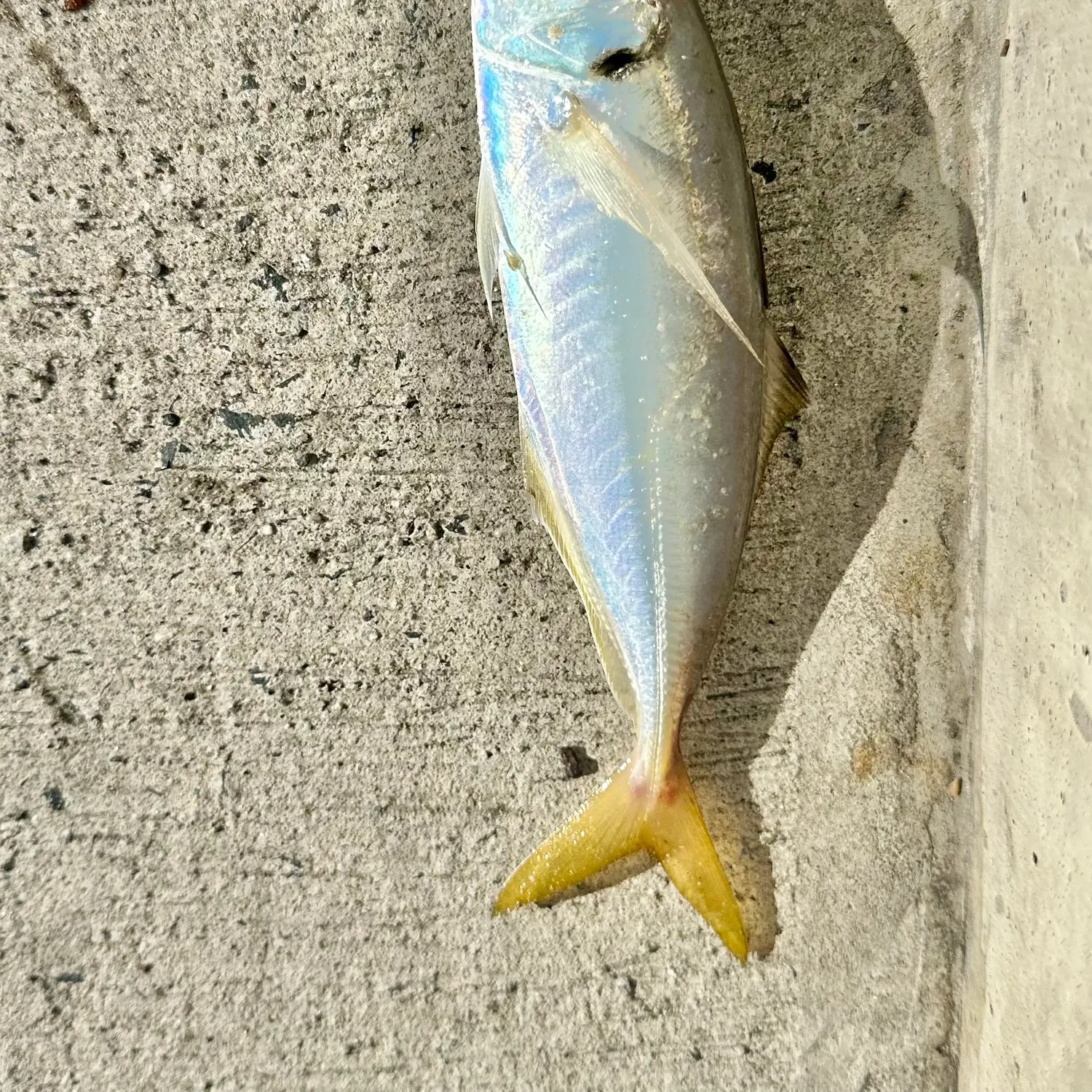 The most recent Yellowfin menhaden catches on Fishbrain