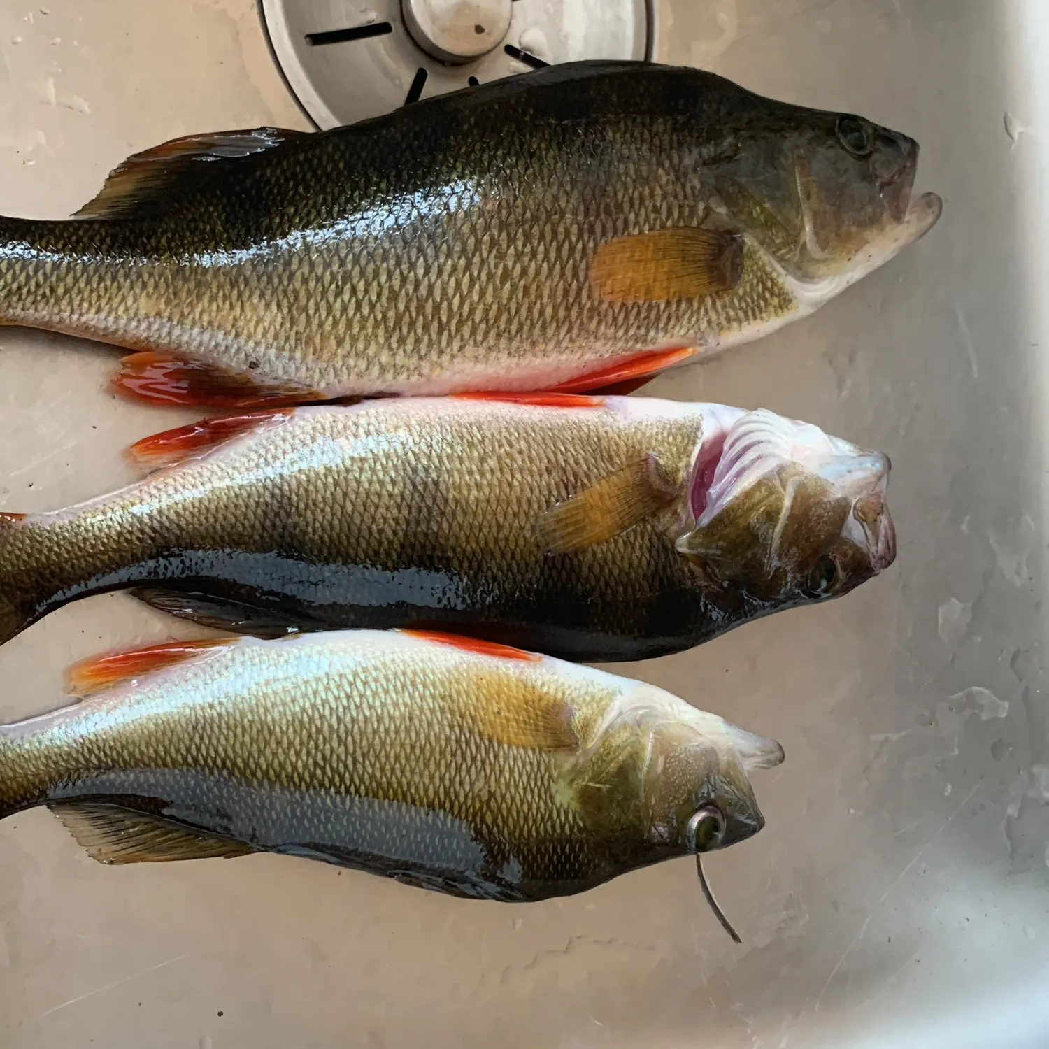 European perch caught on Fishbrain