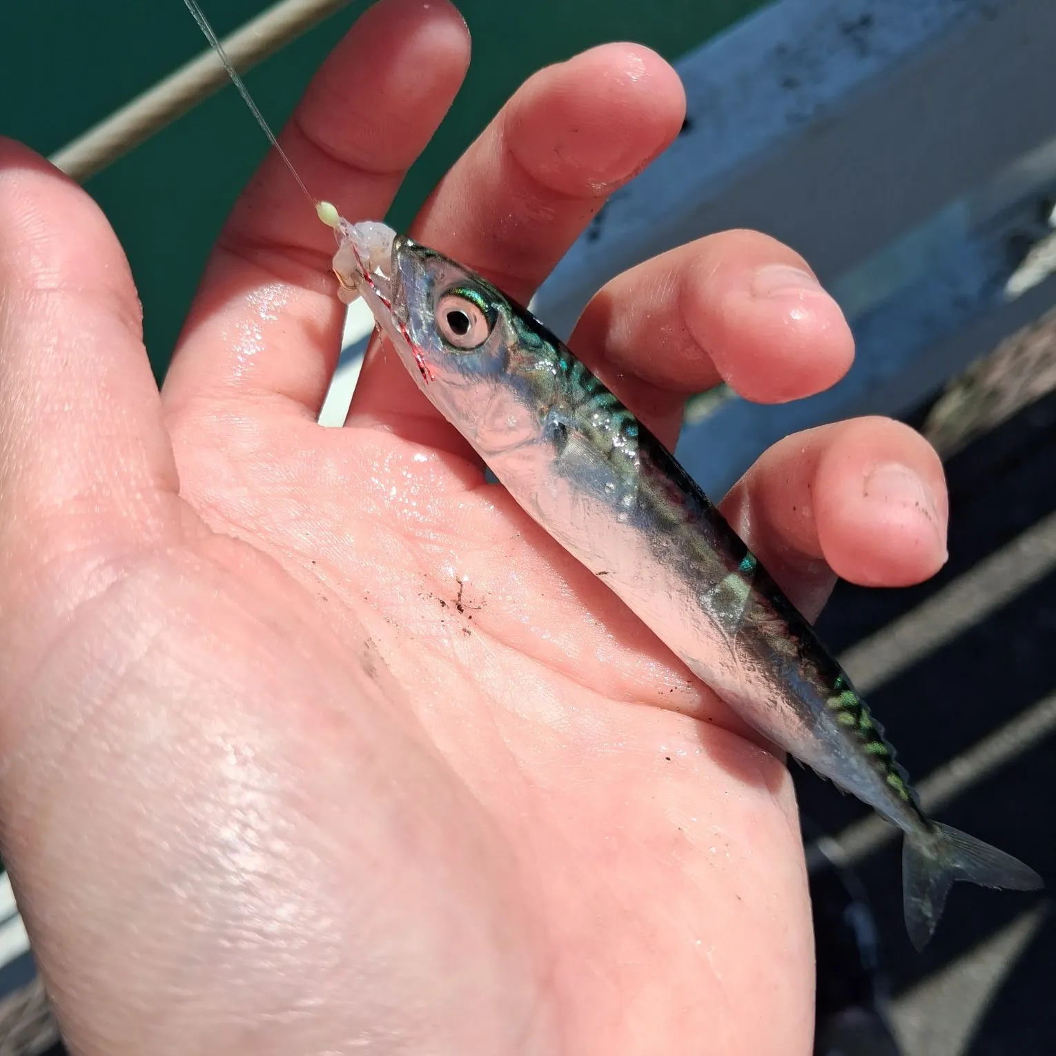 Pacific chub mackerel caught on Fishbrain