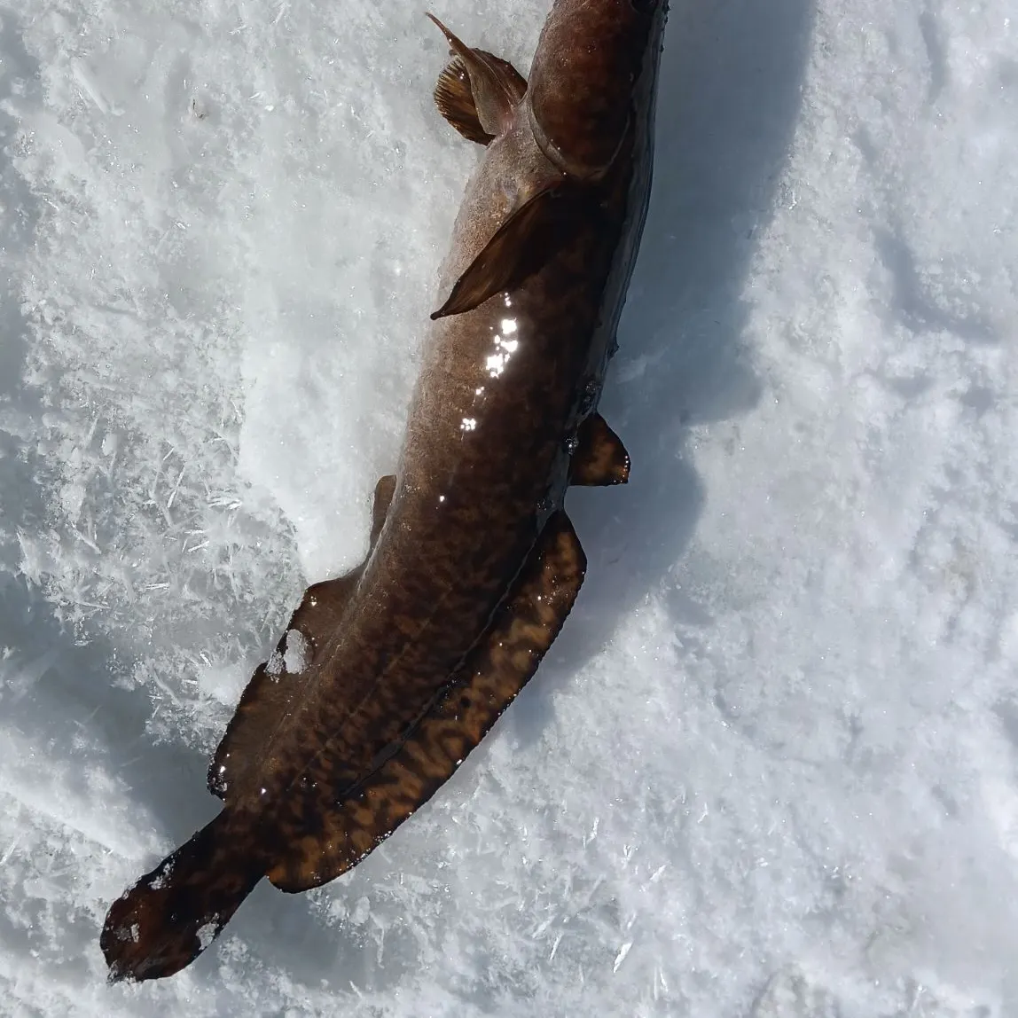 The most recent Burbot catches on Fishbrain