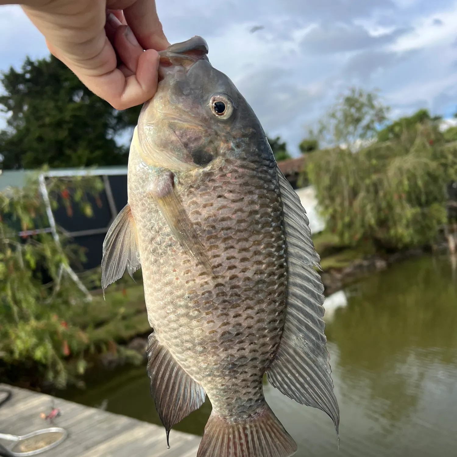 The most recent Redbreast tilapia catches on Fishbrain
