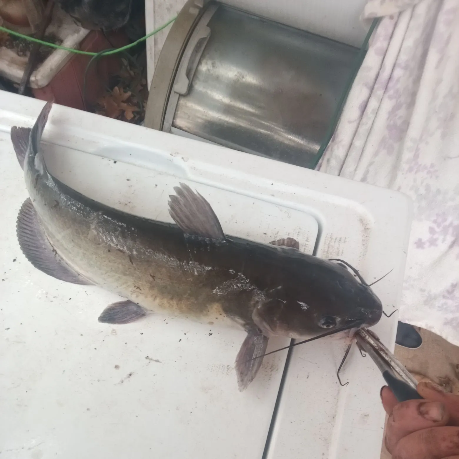 Channel catfish caught on Fishbrain