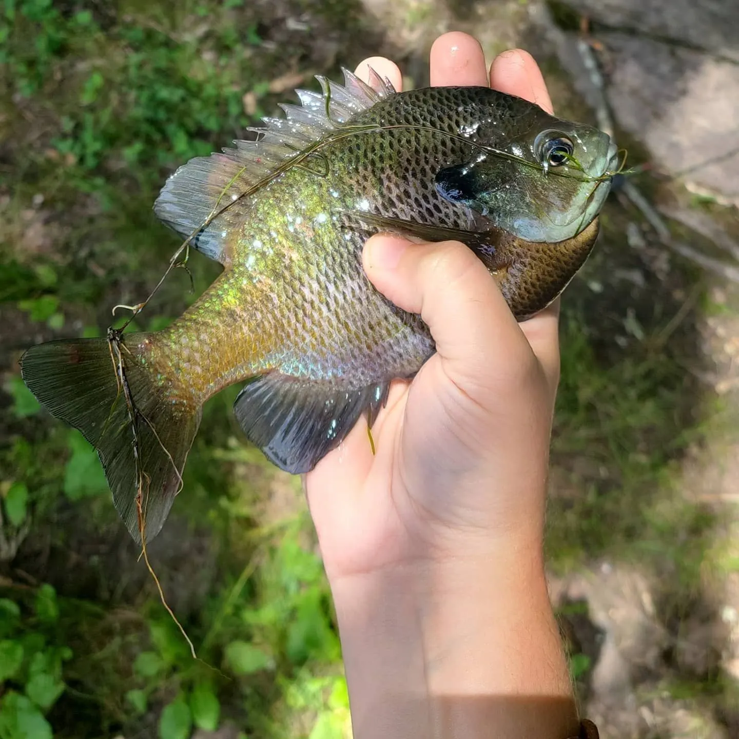 Bluegill caught on Fishbrain