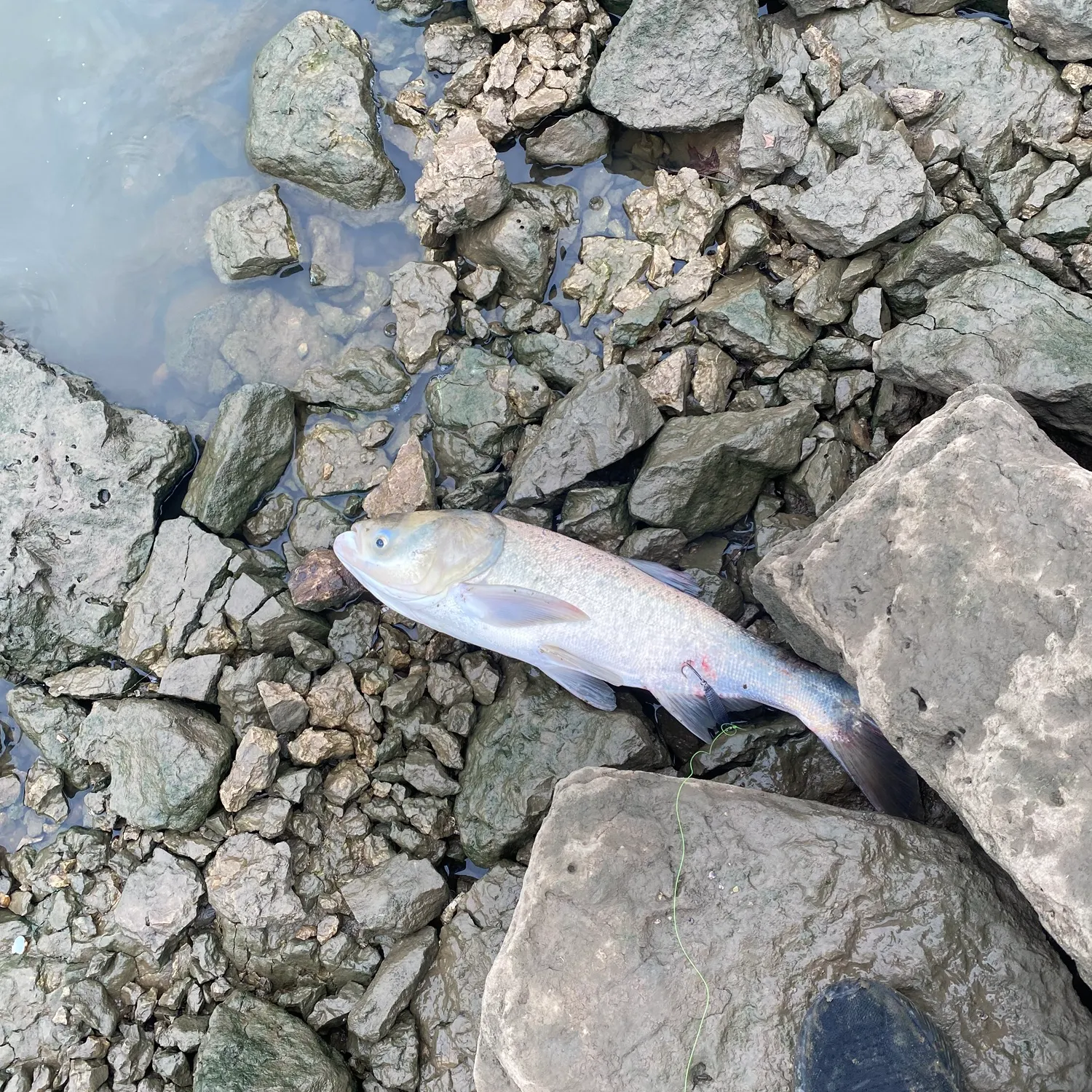 most liked catch image