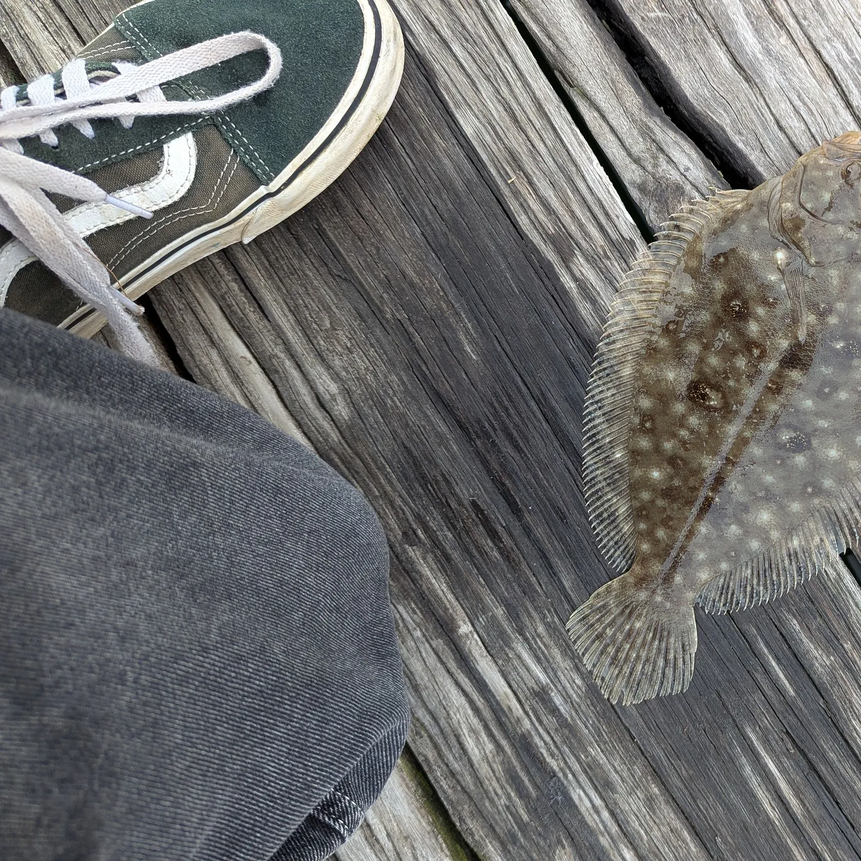 The most recent Stone Flounder catches on Fishbrain