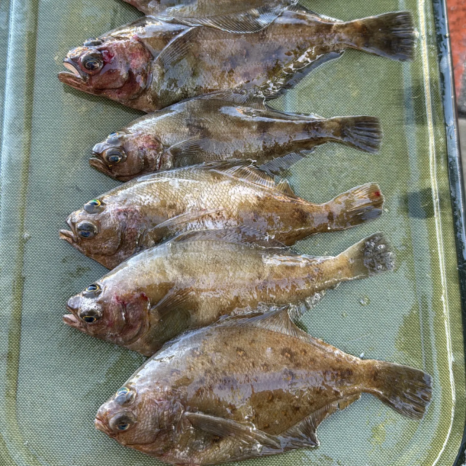 The most recent Pacific sanddab catches on Fishbrain