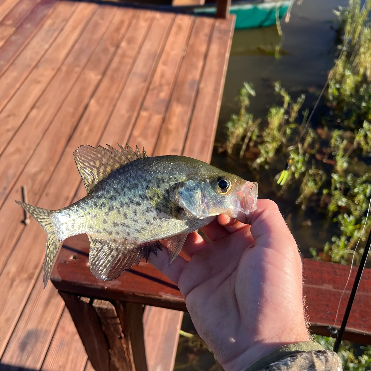 Black crappie caught on Fishbrain