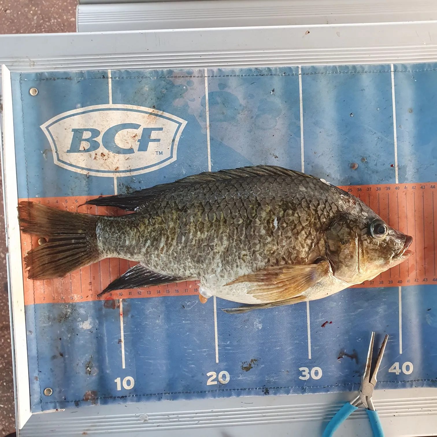 The most recent Mozambique tilapia catches on Fishbrain