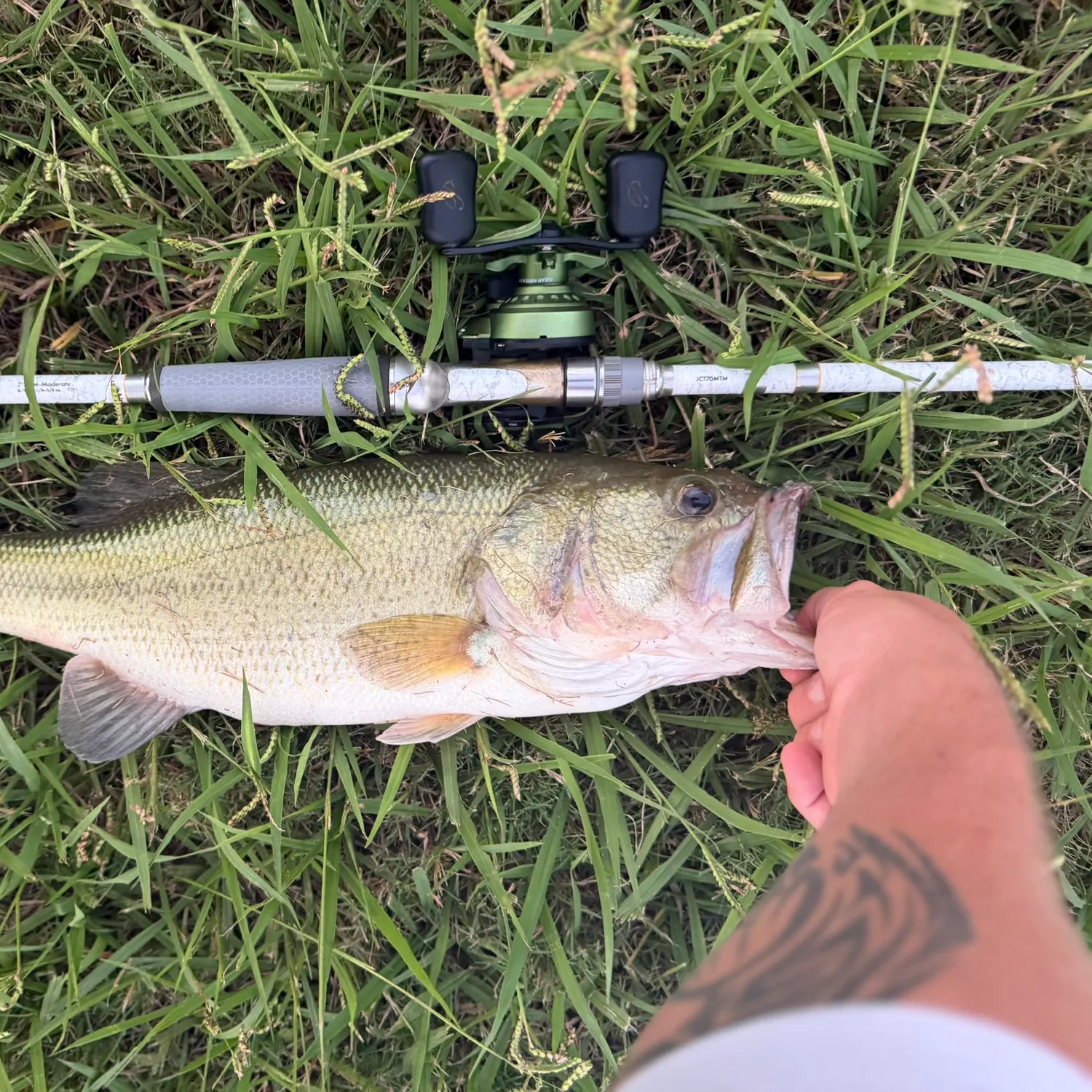 Largemouth bass caught on Fishbrain