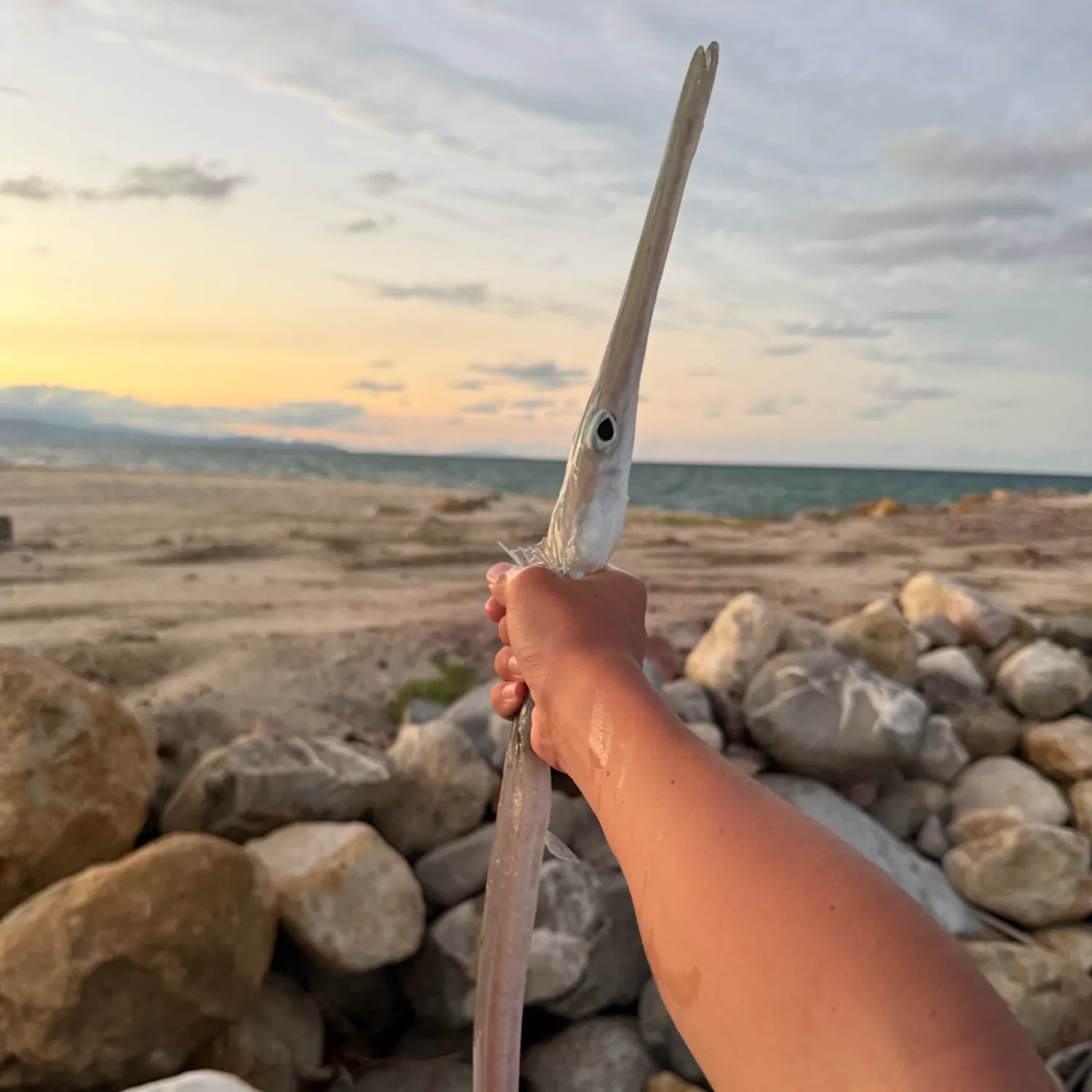 Flat needlefish caught on Fishbrain